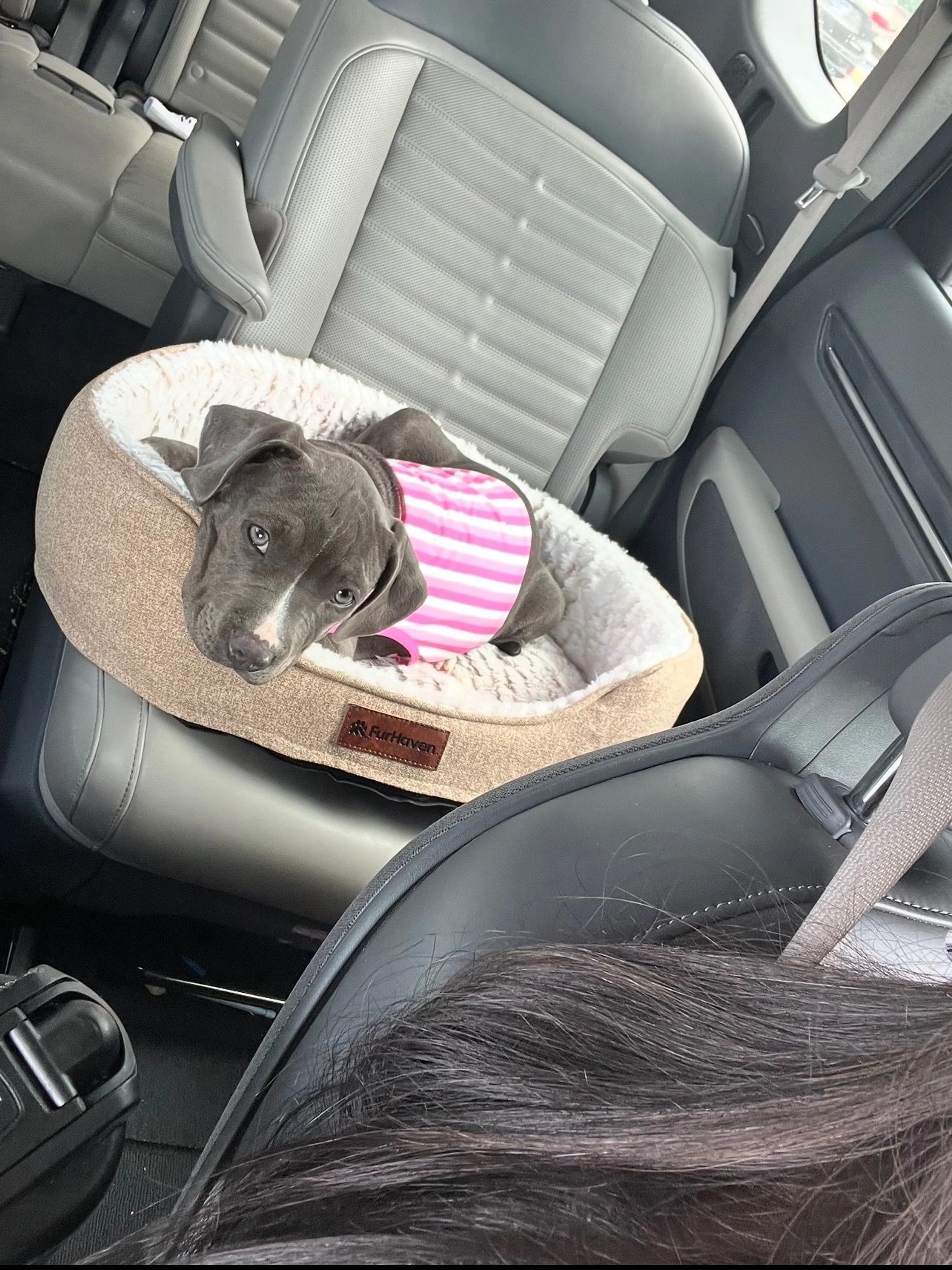 Lost pet
