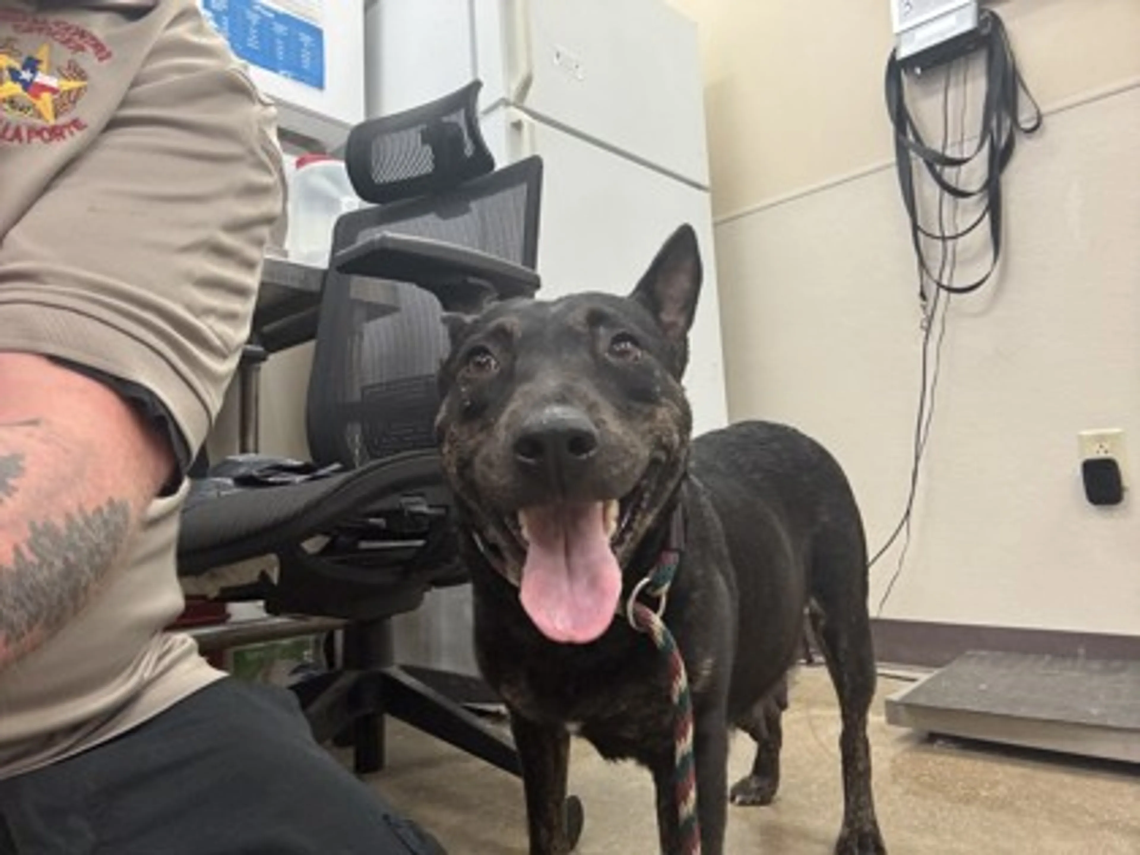 Found pet