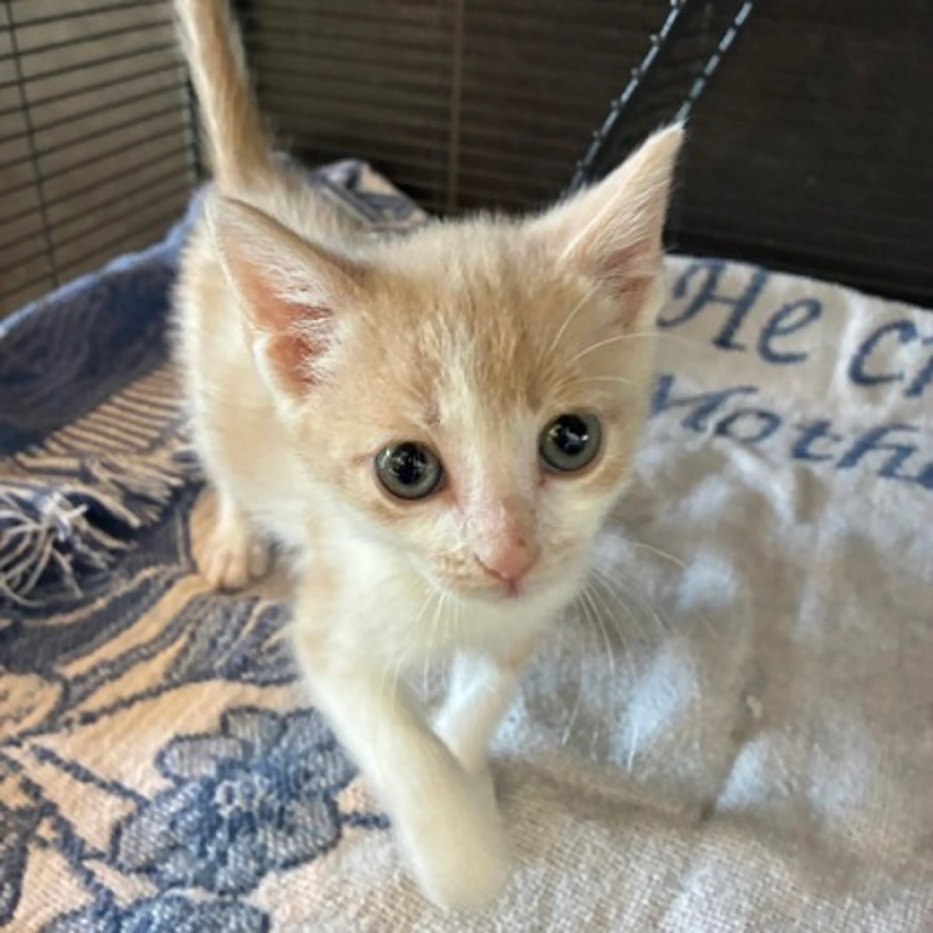 Found pet-1