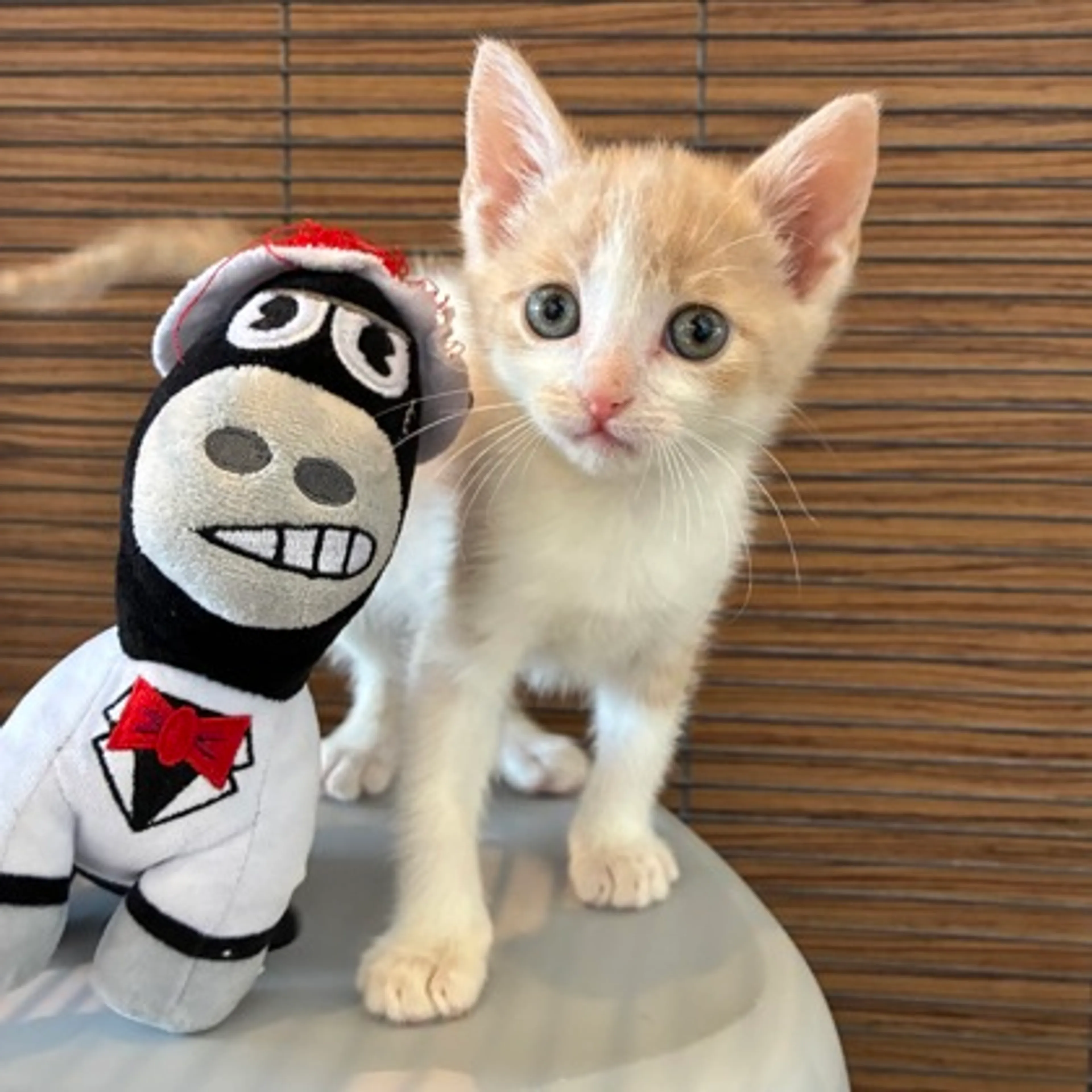 Found pet-0