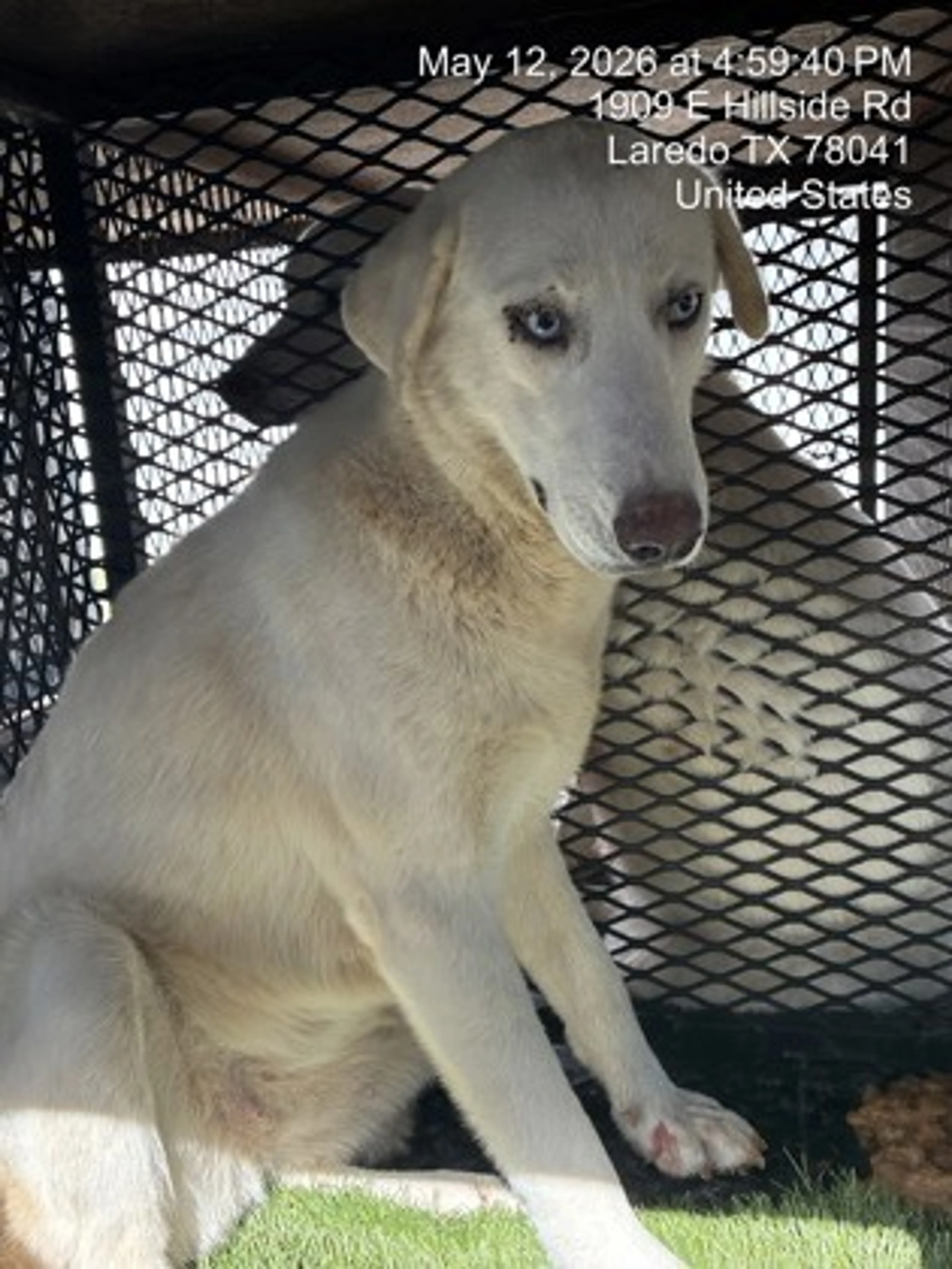 Found pet