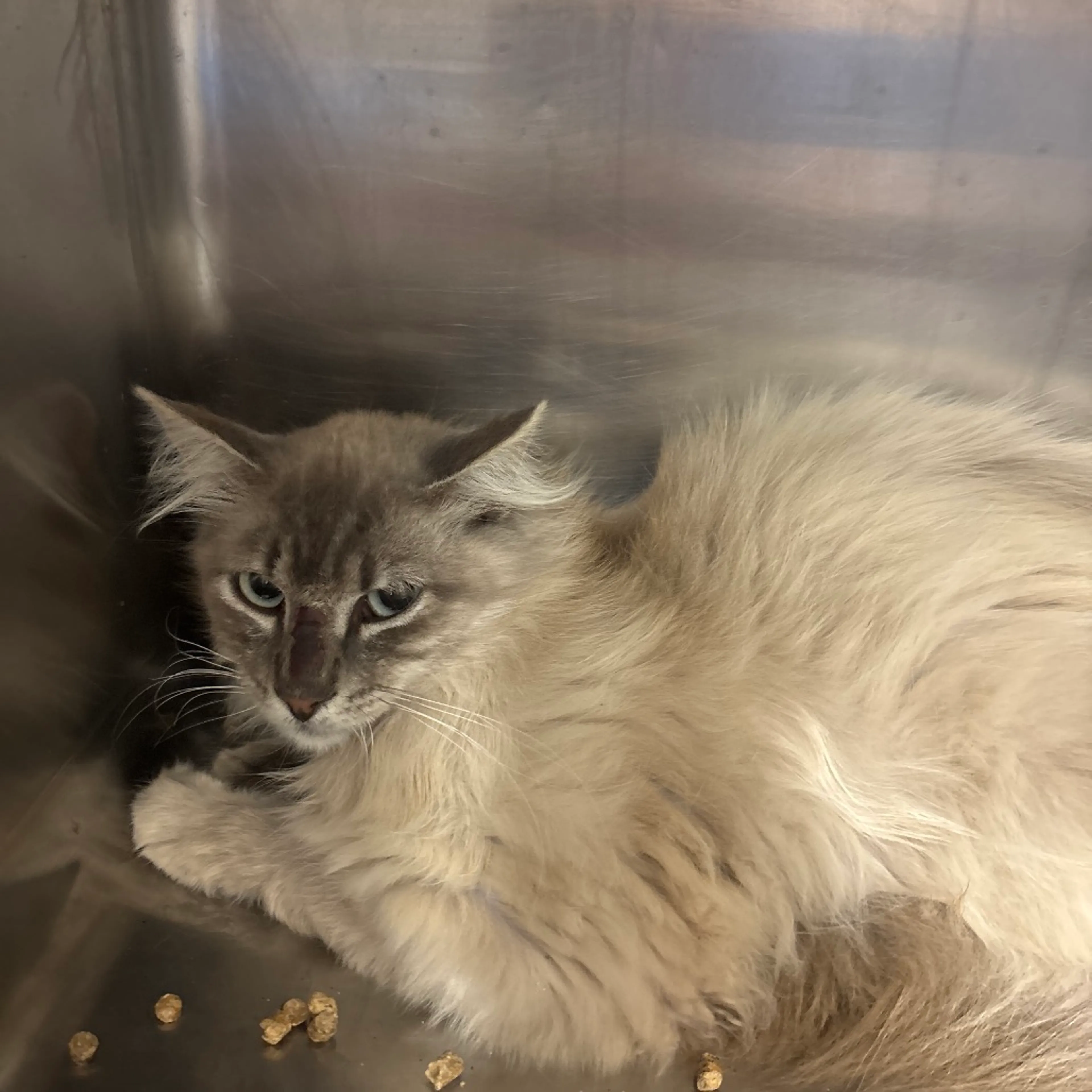 Found pet-1