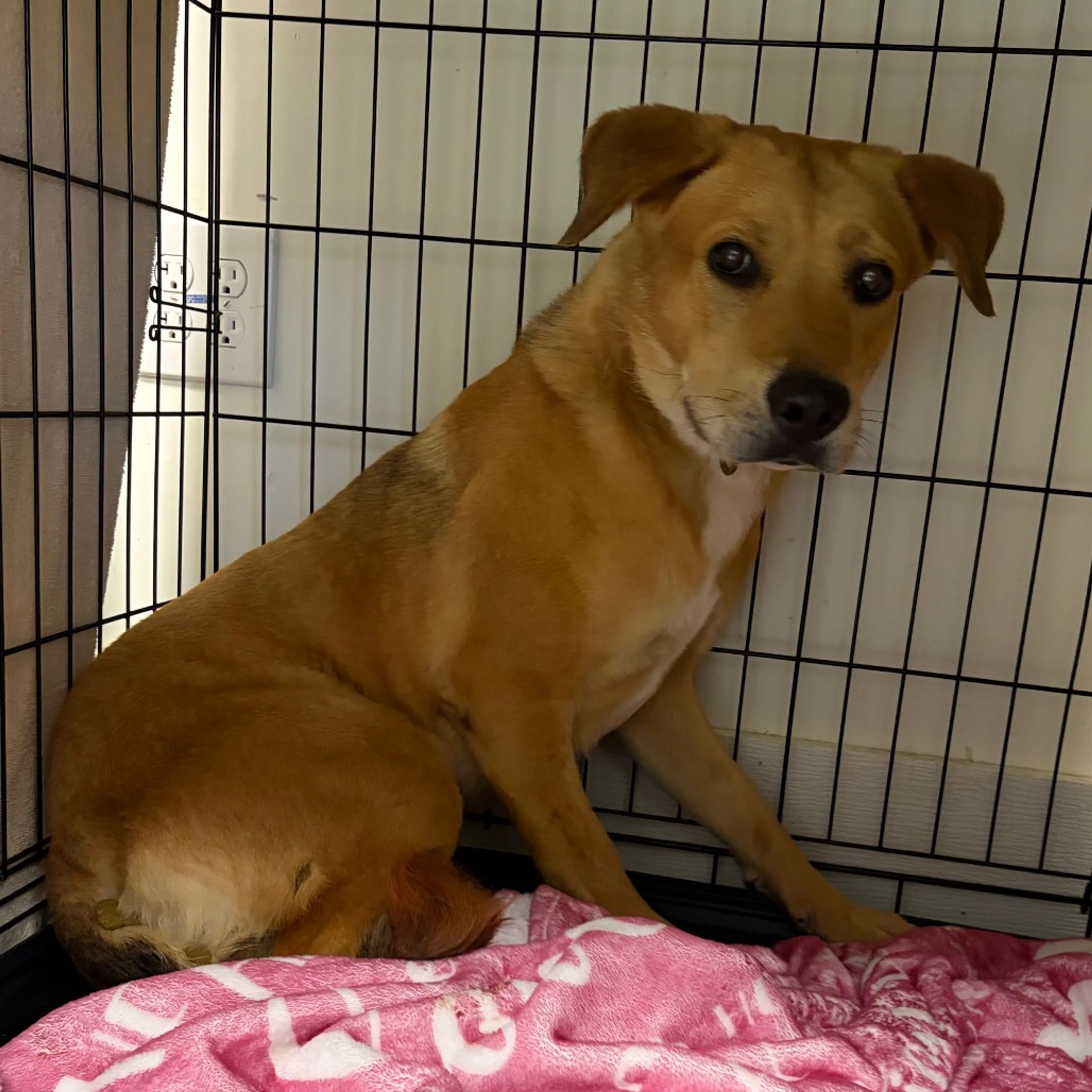 Found pet