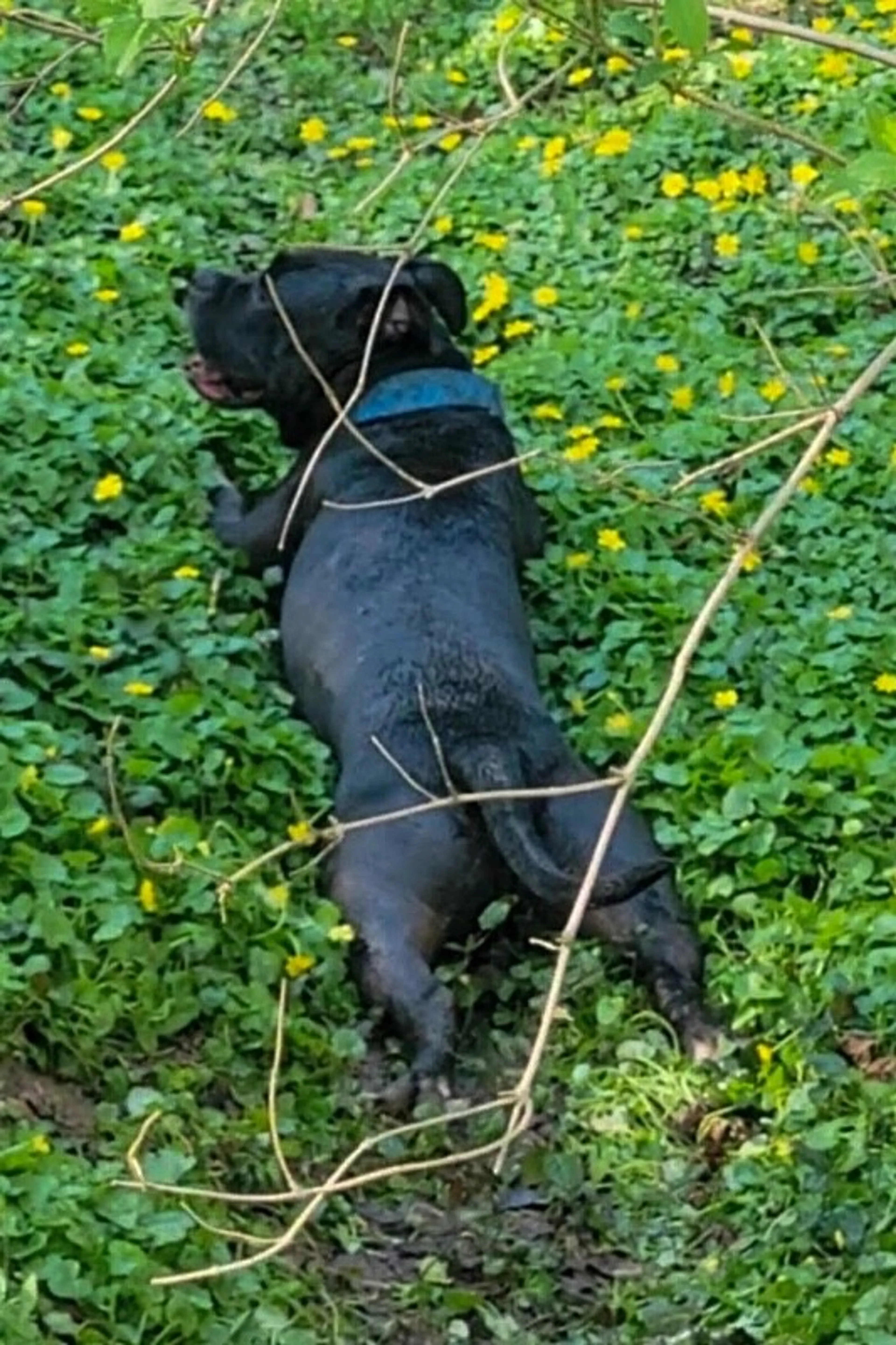 Found pet-9