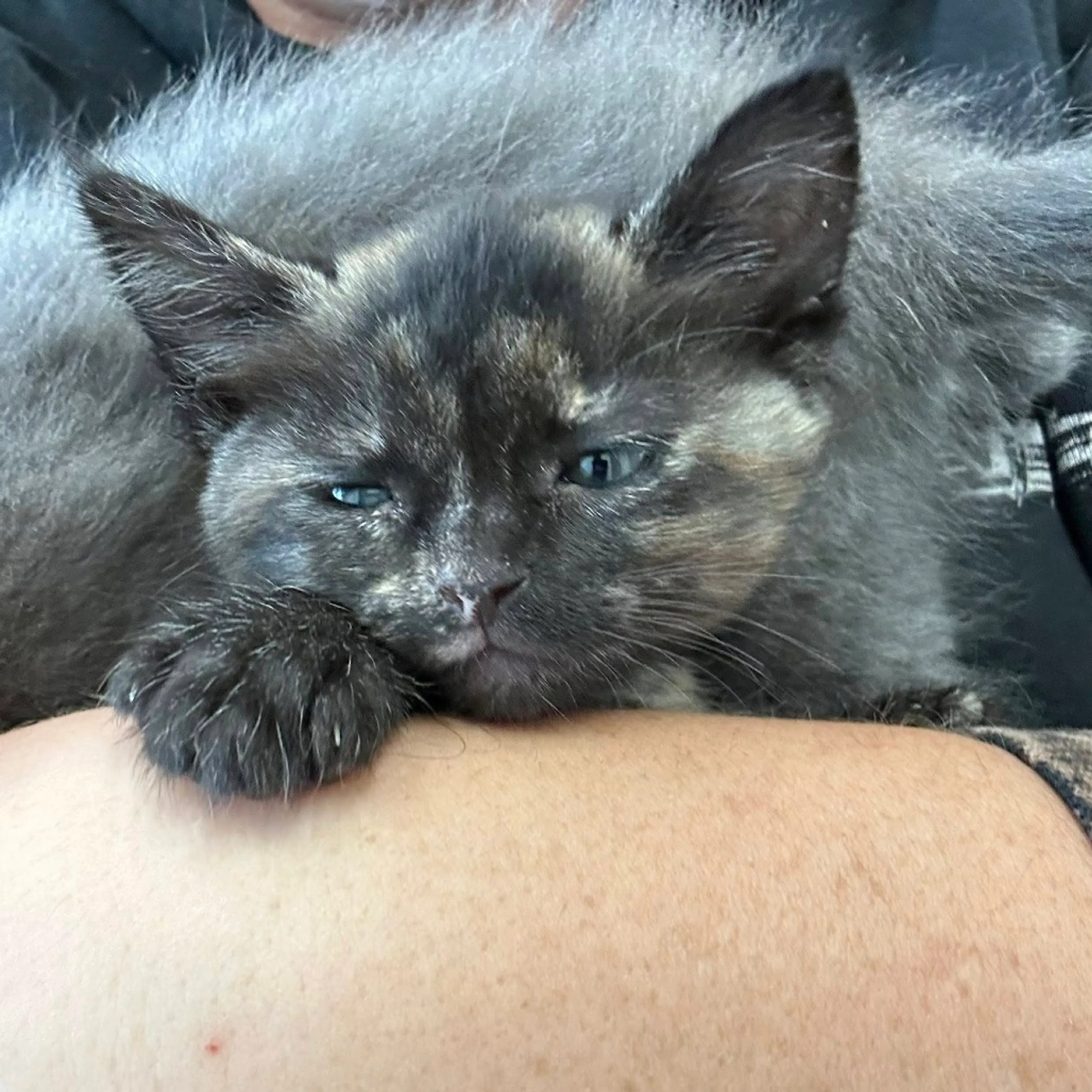 Found pet-2