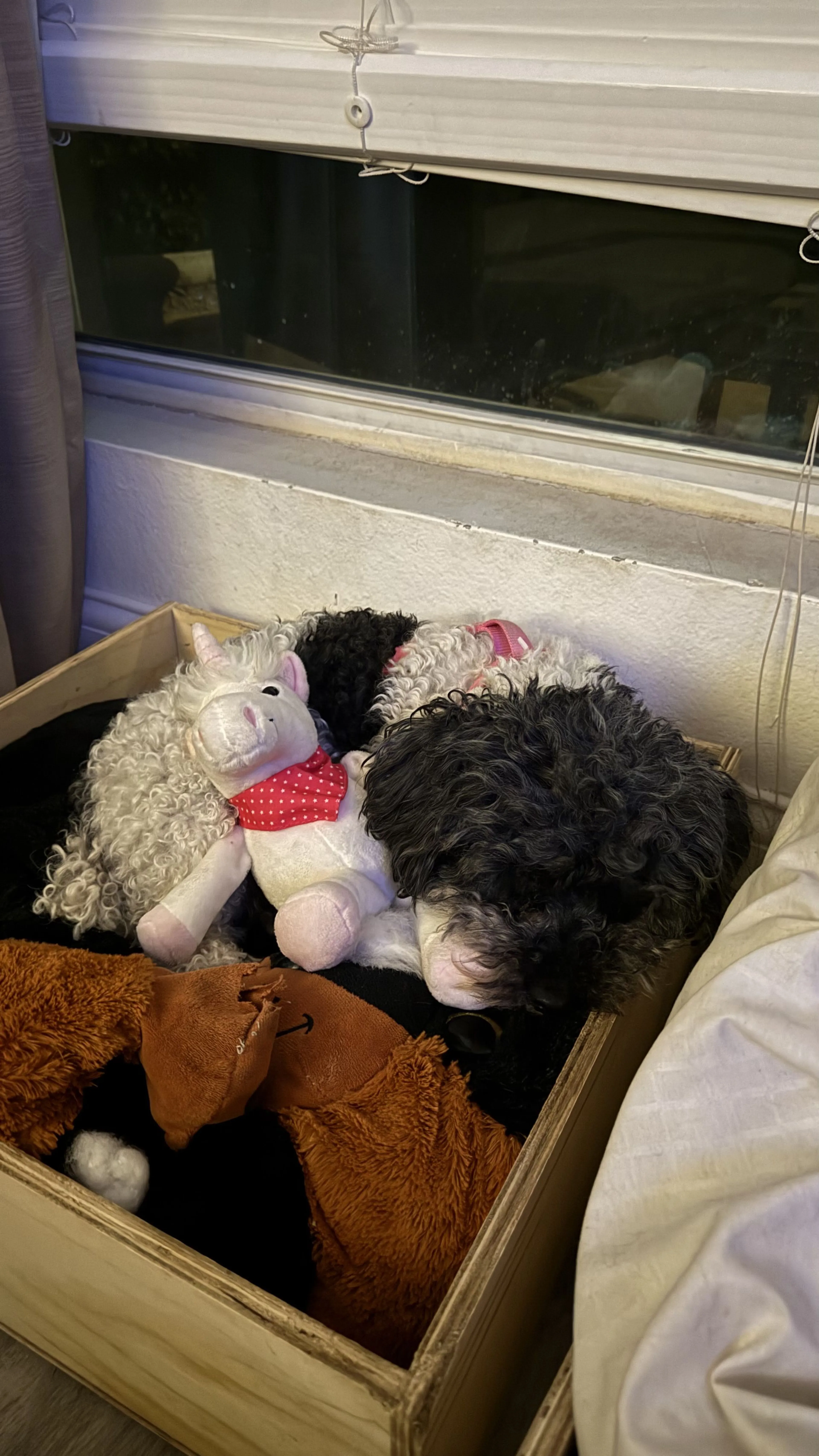 Lost pet-0