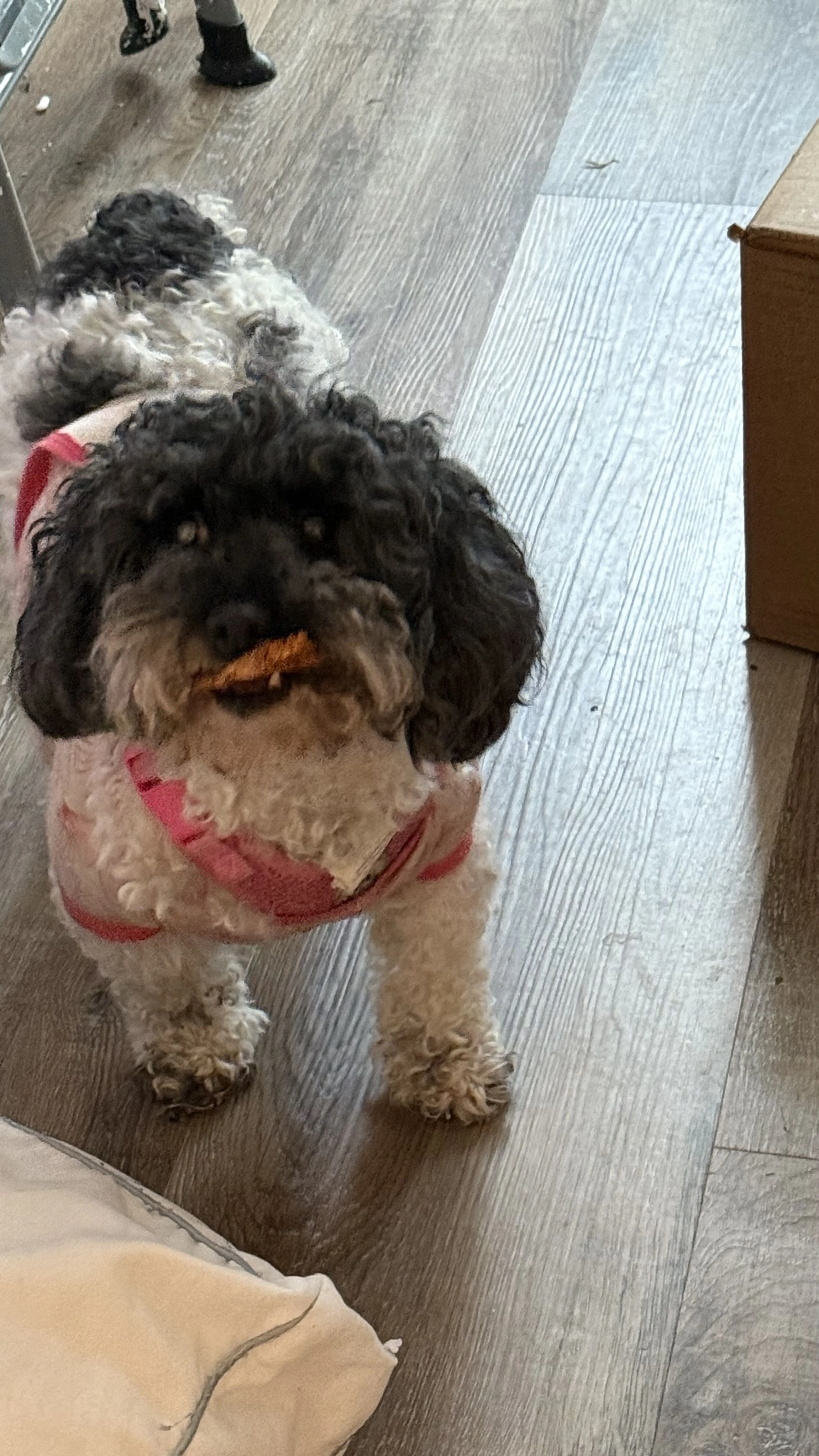 Lost pet-1