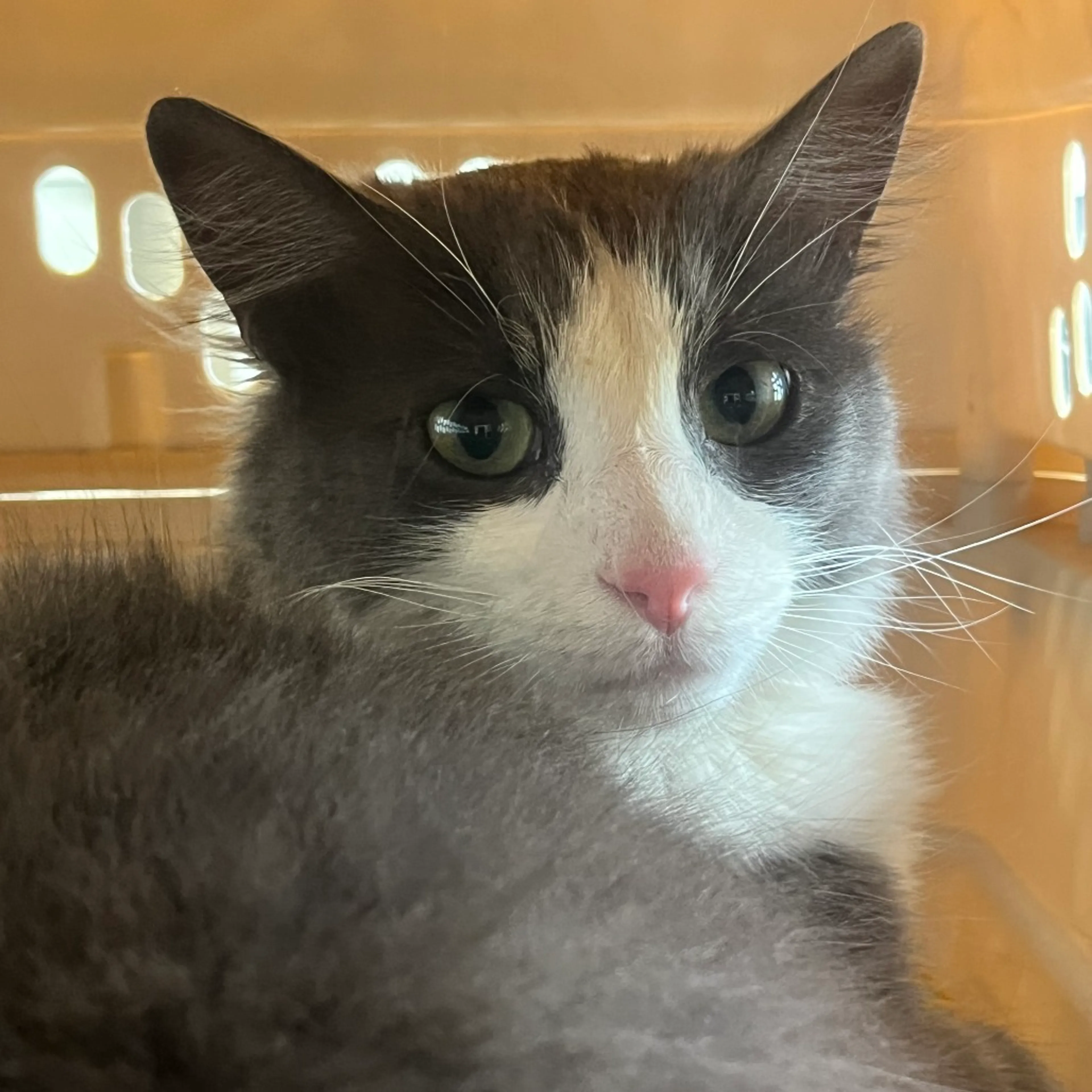 Found pet-1