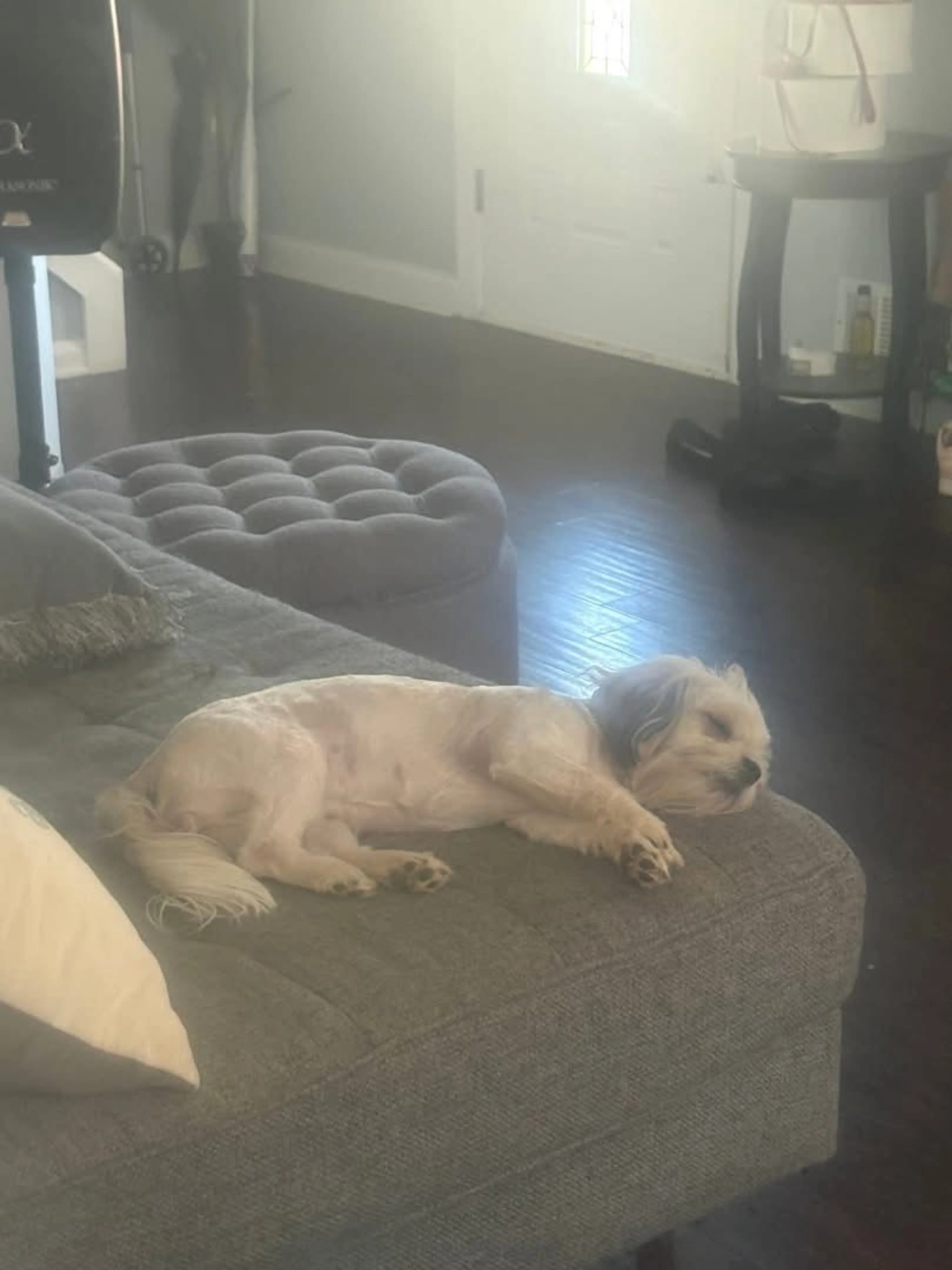 Lost pet-3