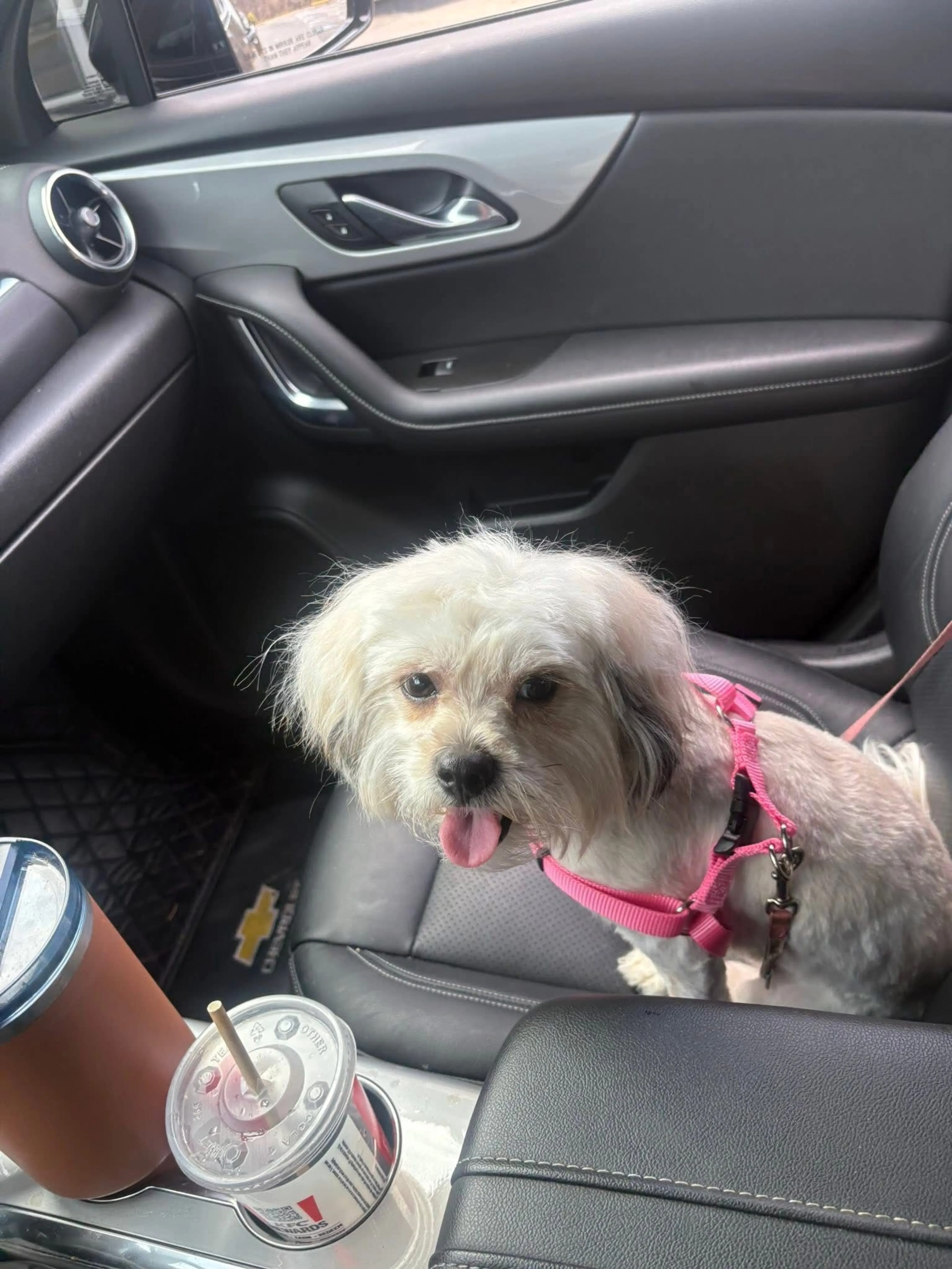 Lost pet-1