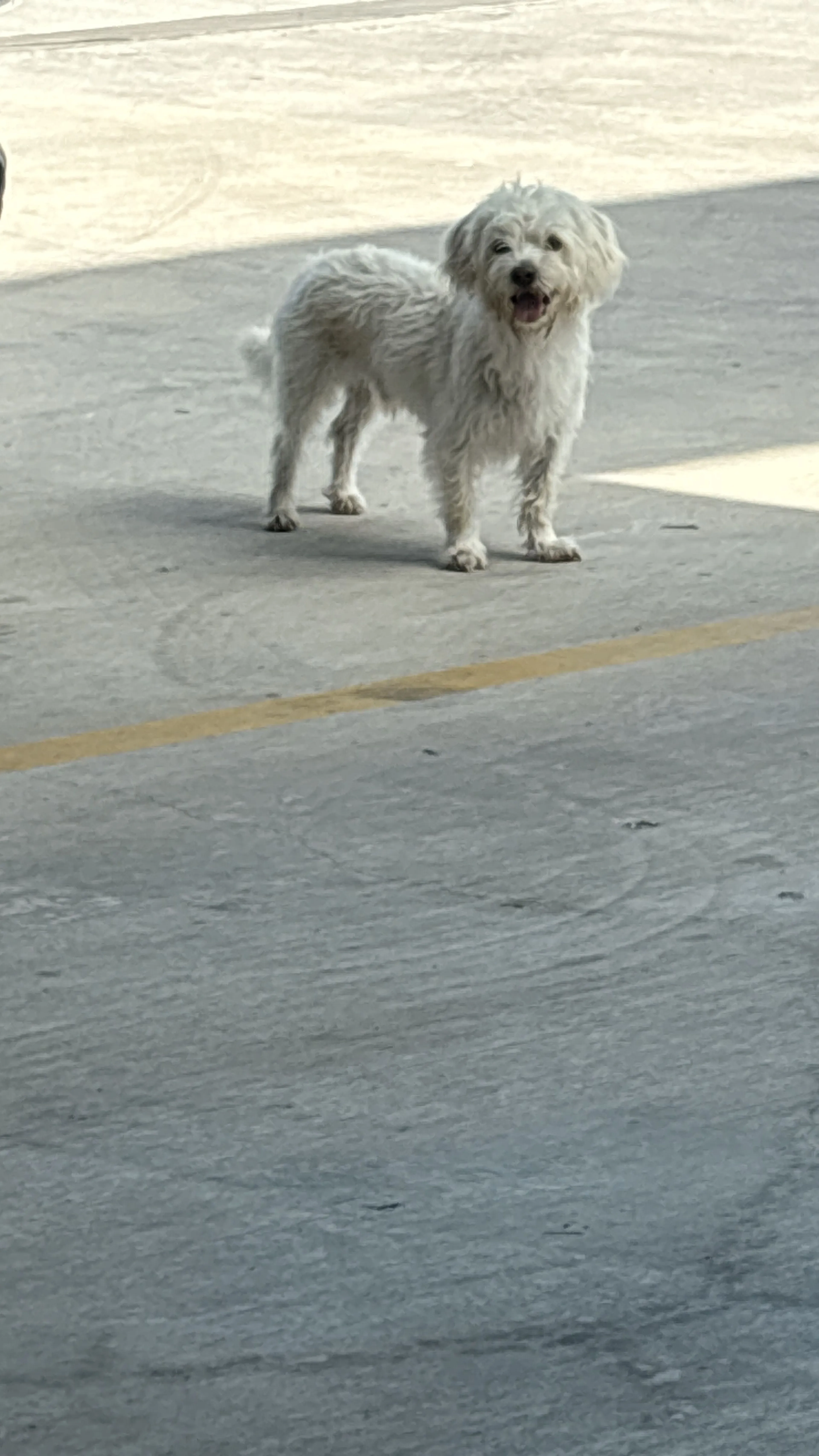Lost pet