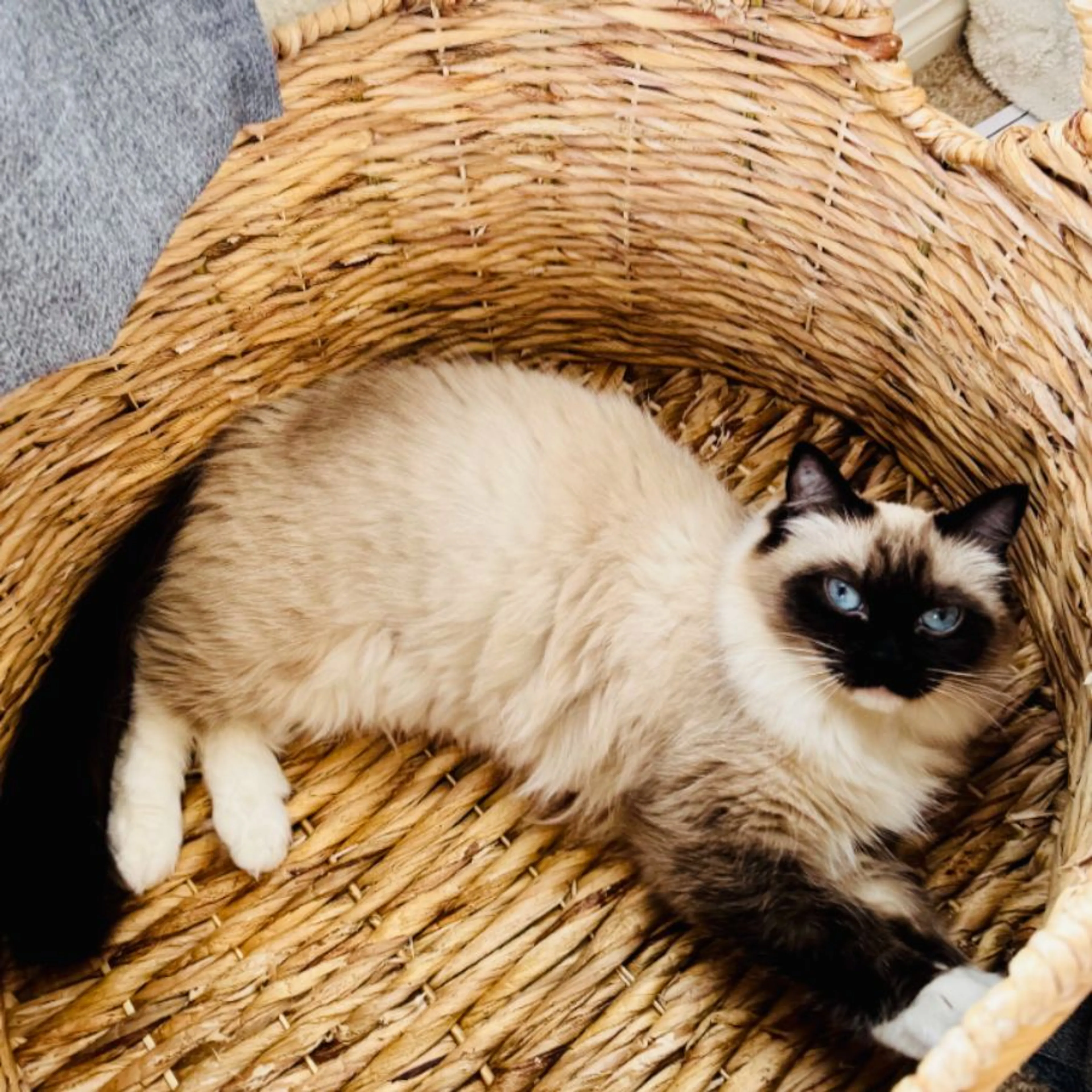 Lost pet-0