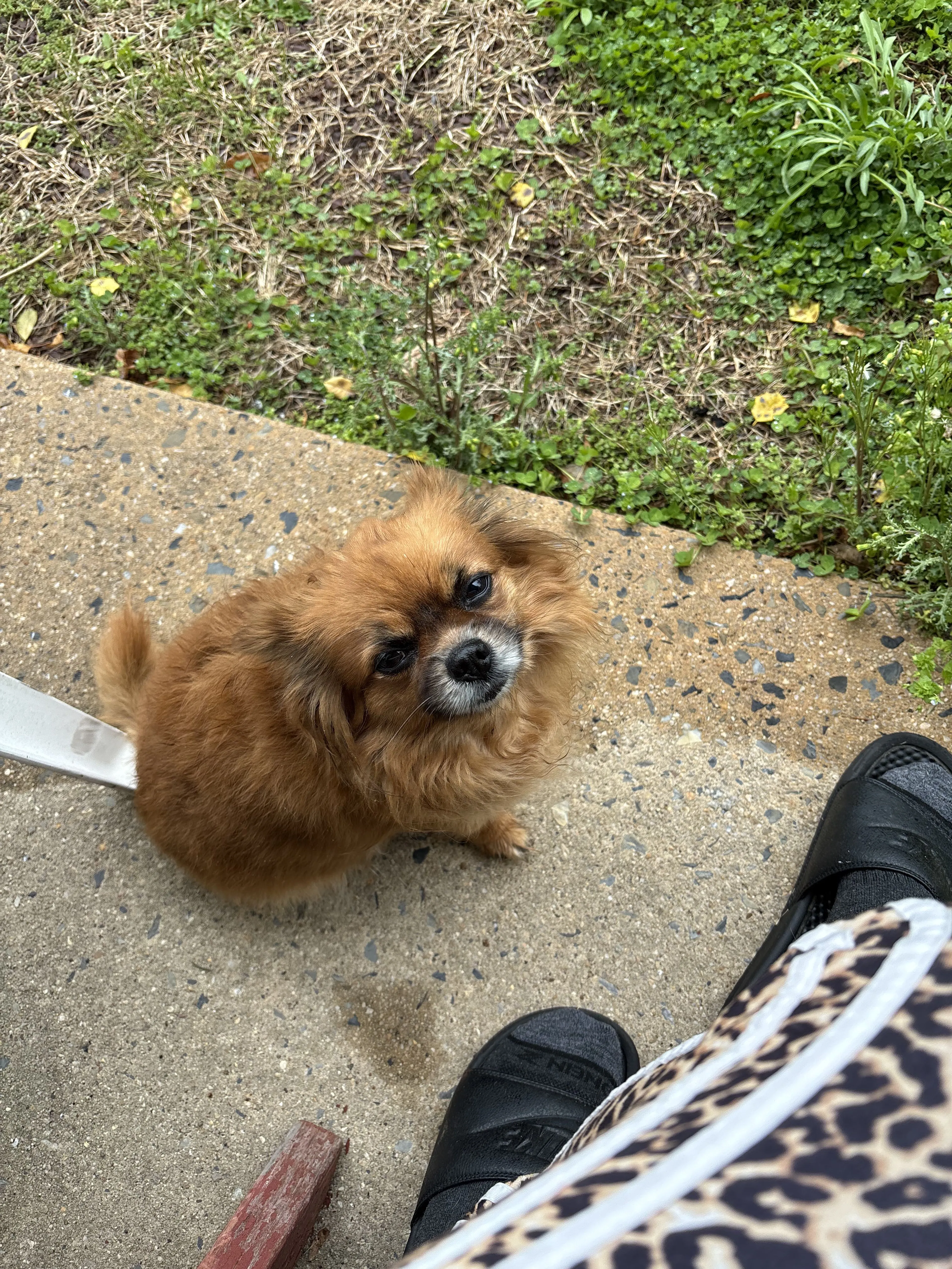 Lost pet