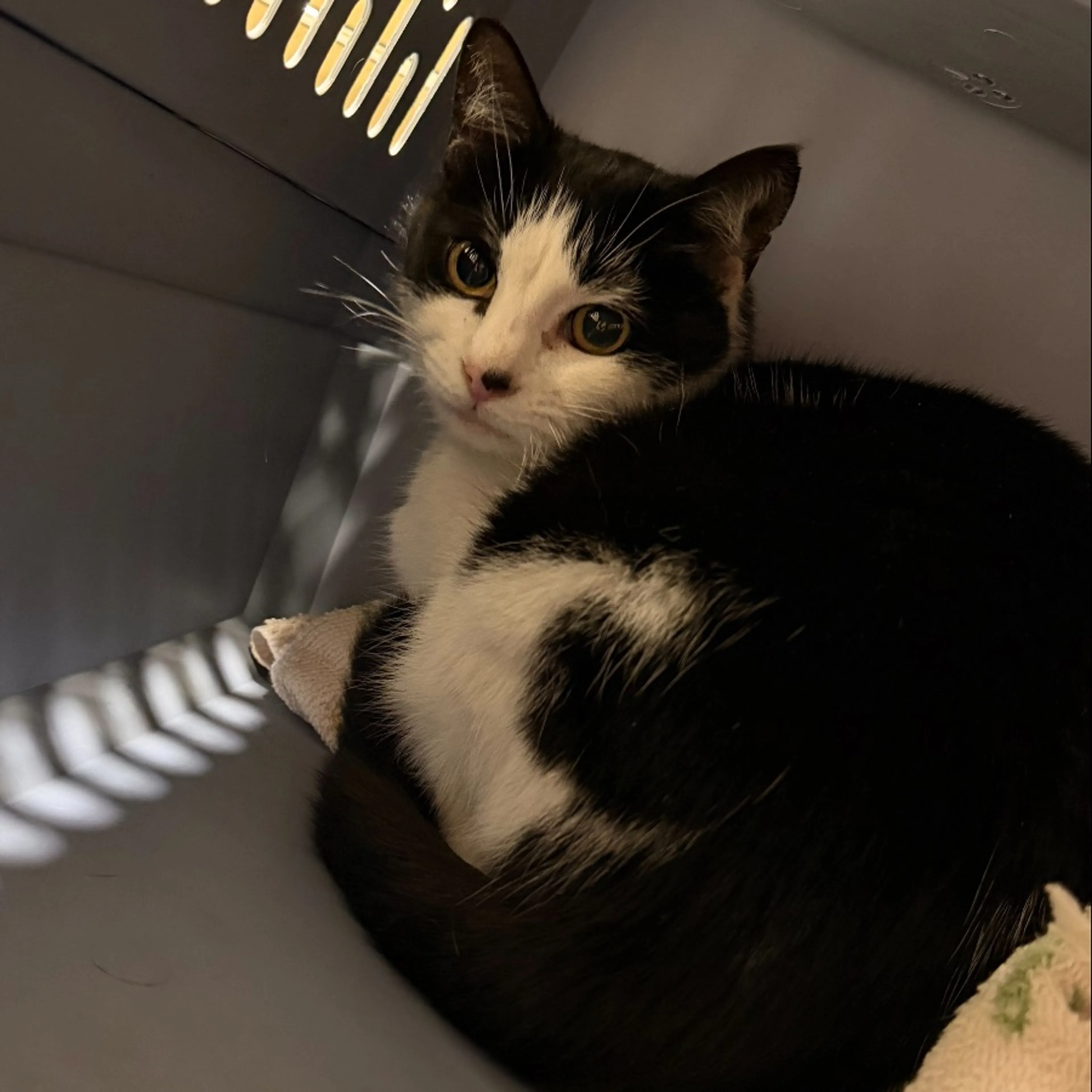 Found pet