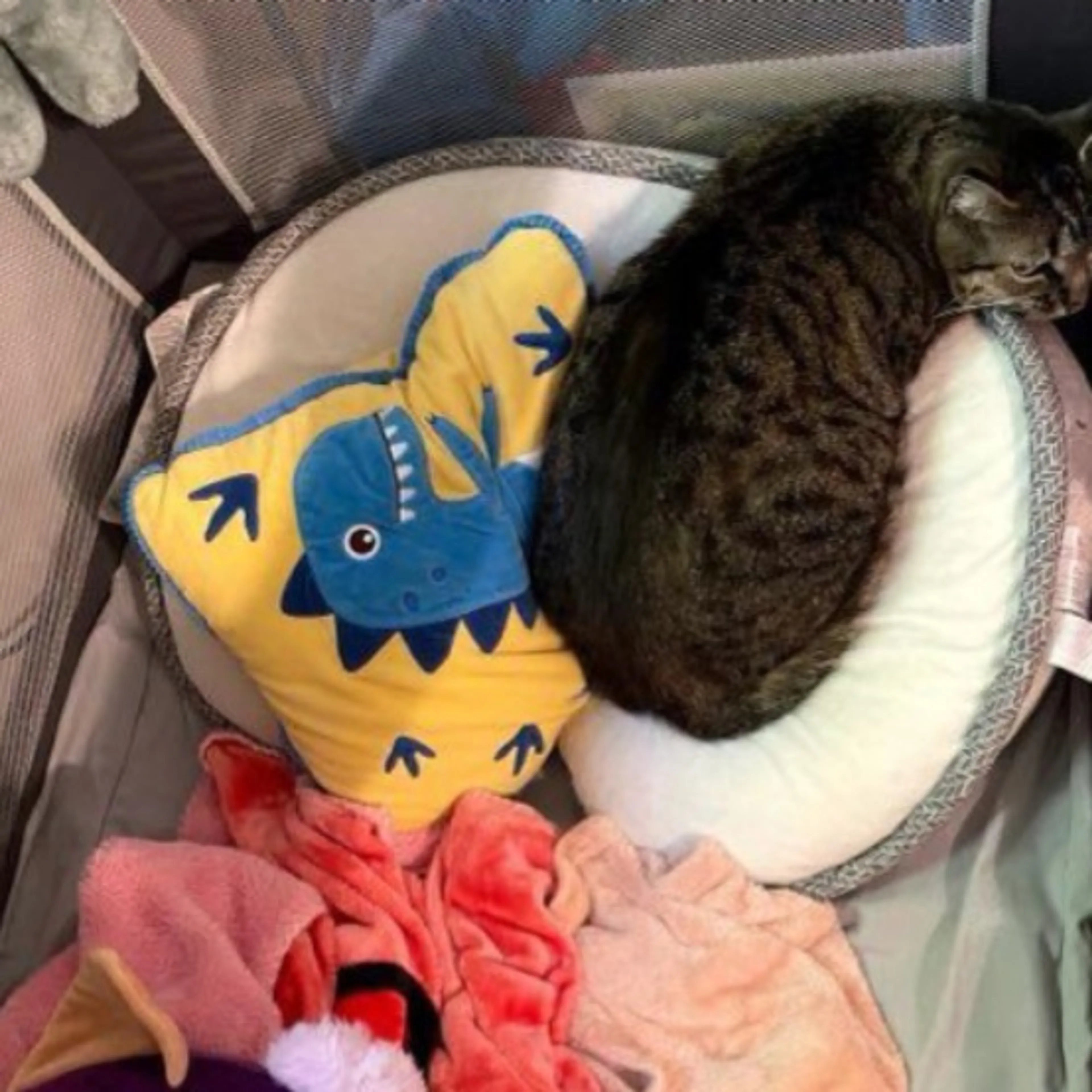 Lost pet