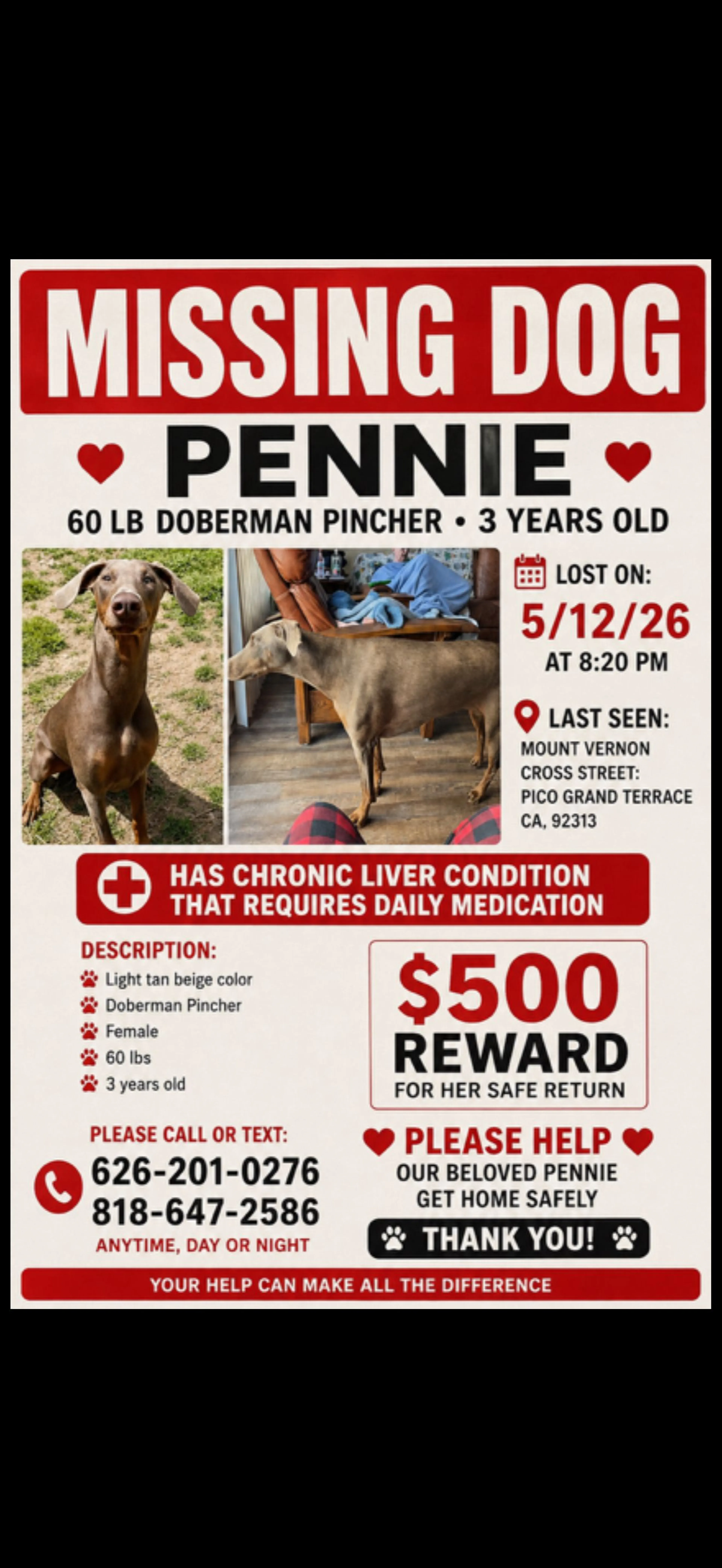 Lost pet