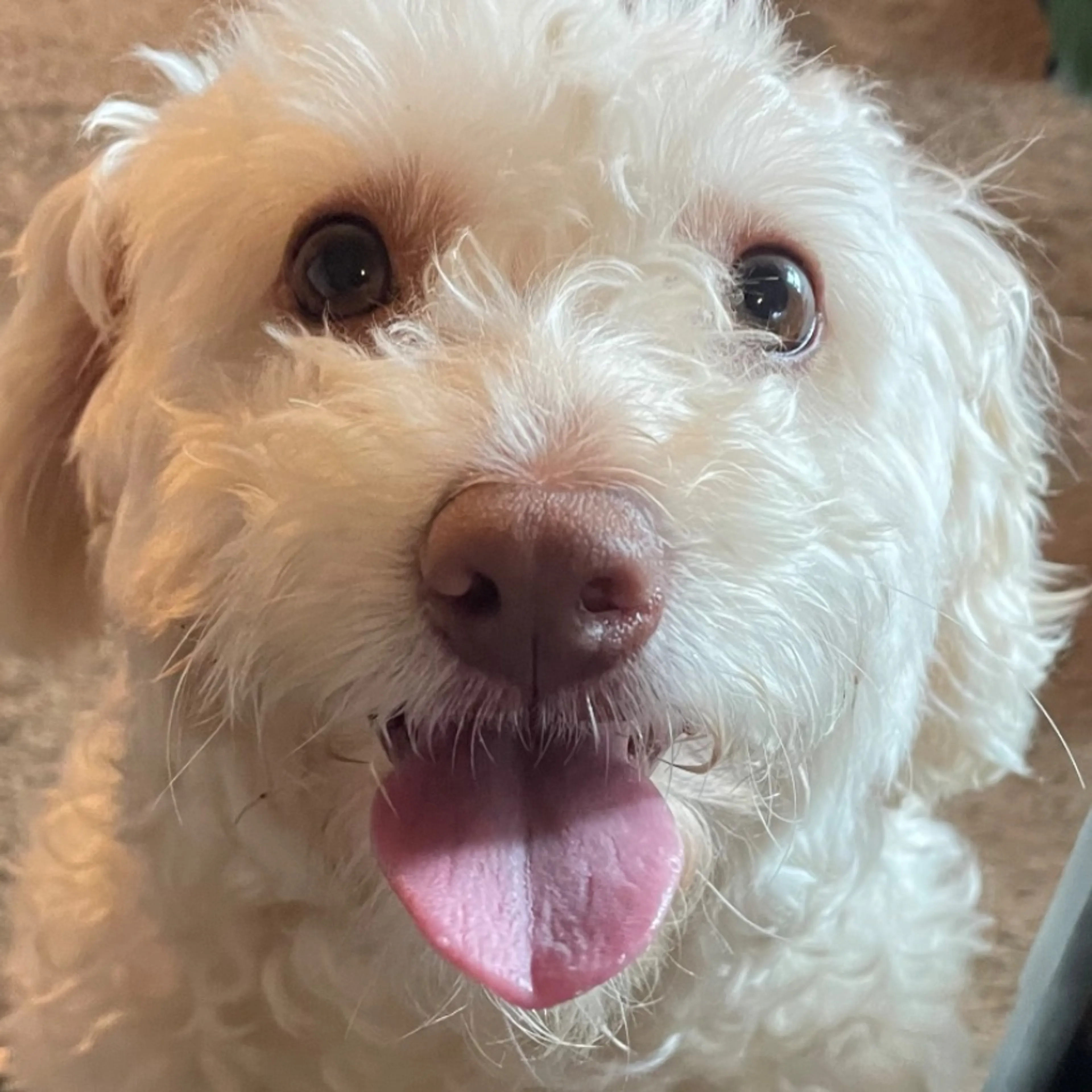 Found pet