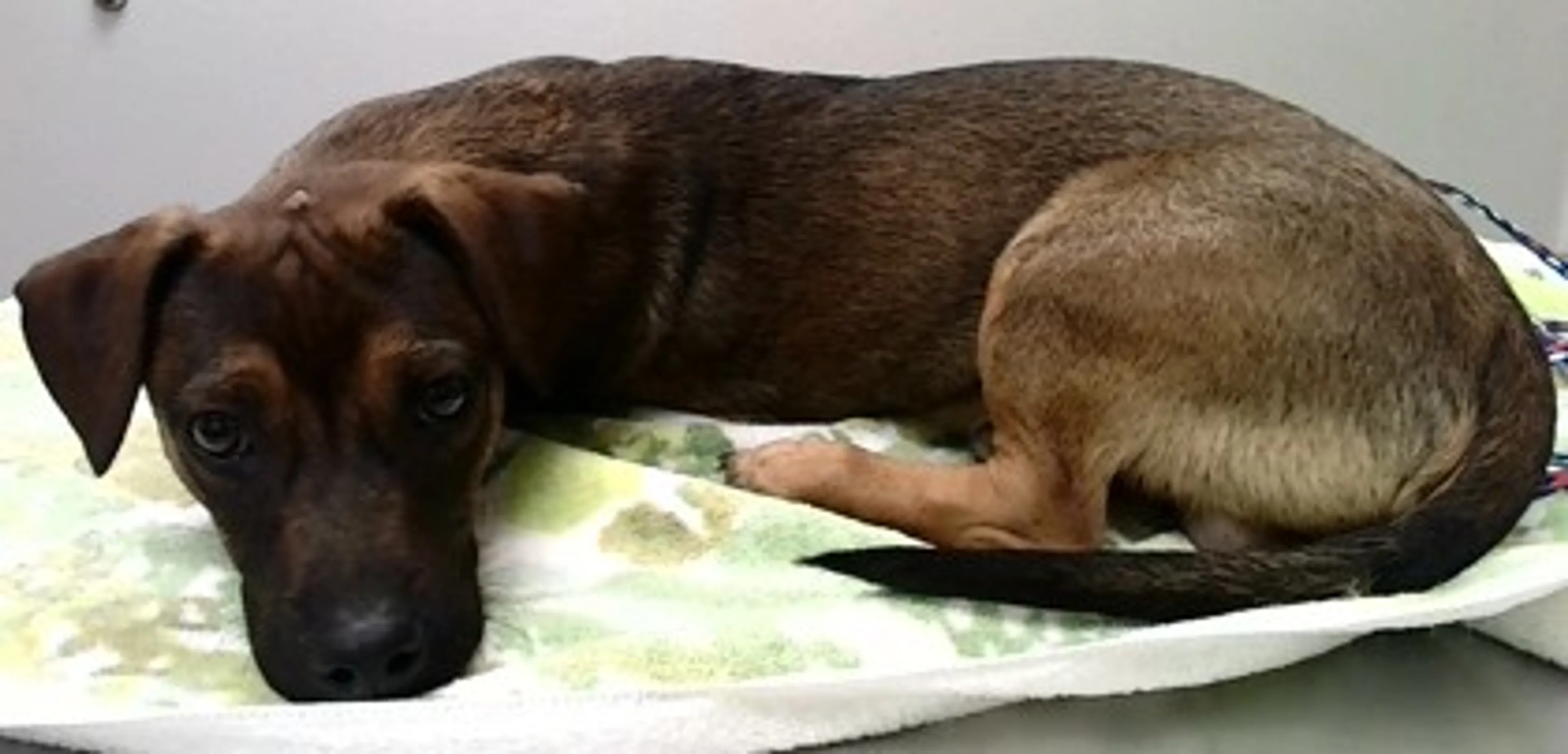 Found pet