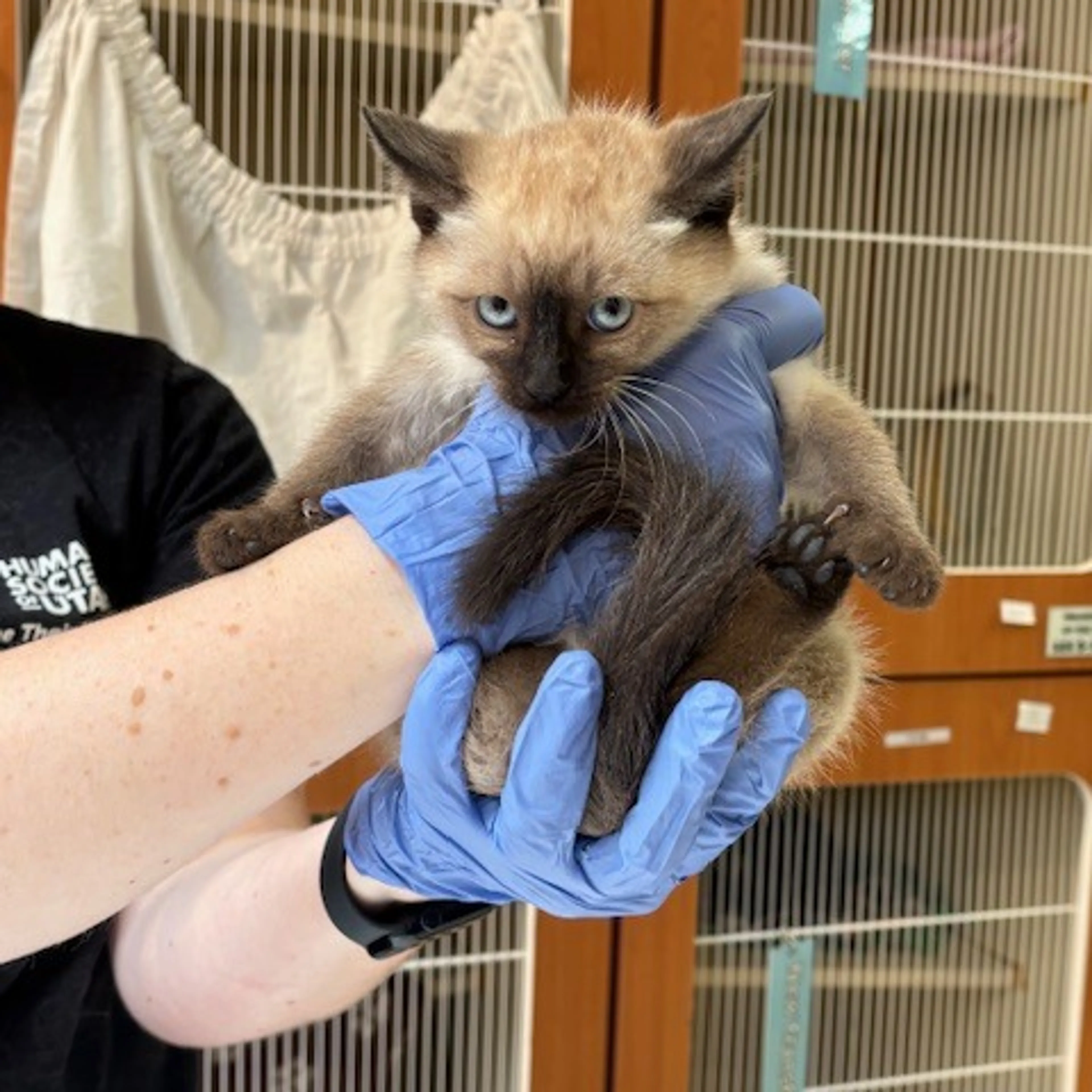 Found pet