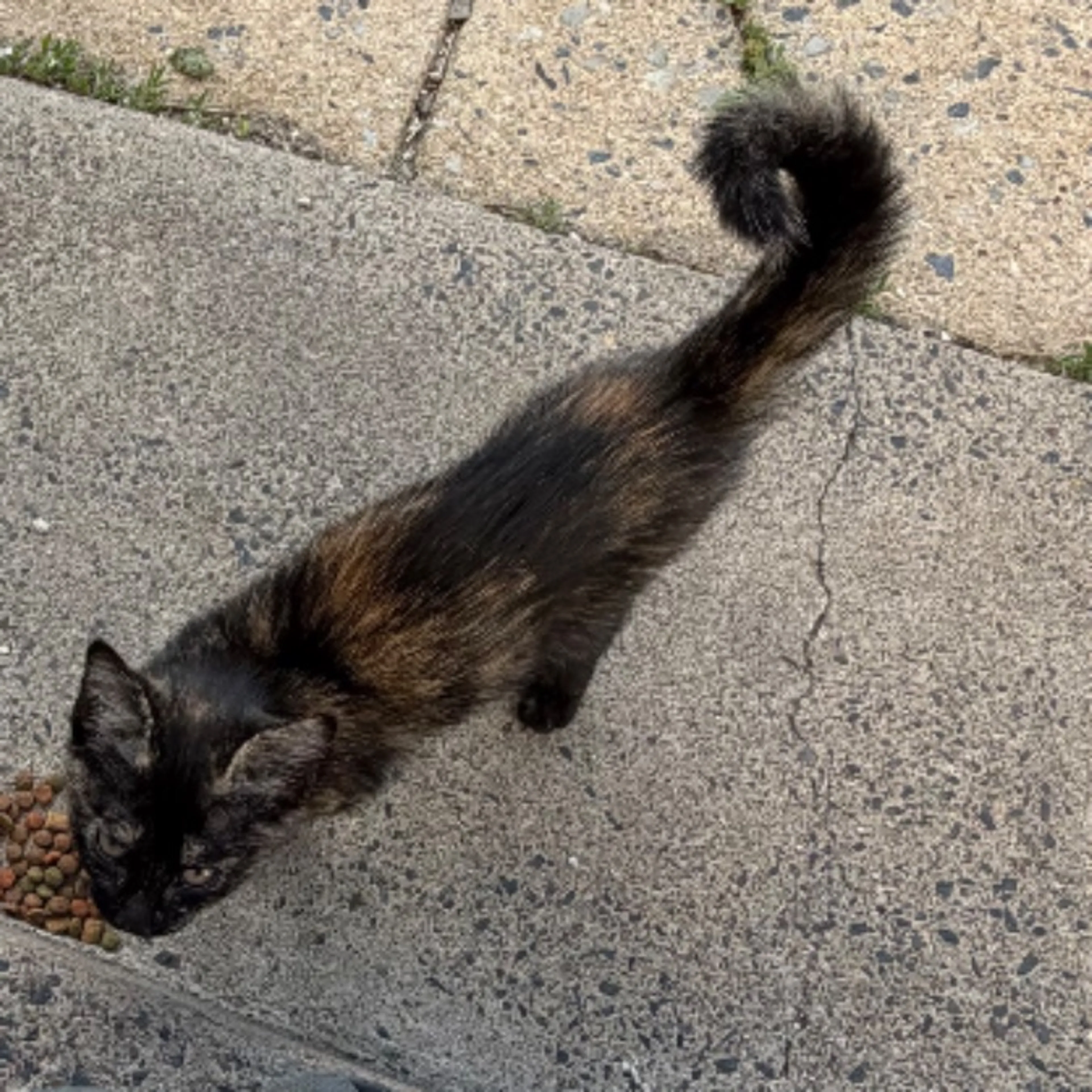 Found pet