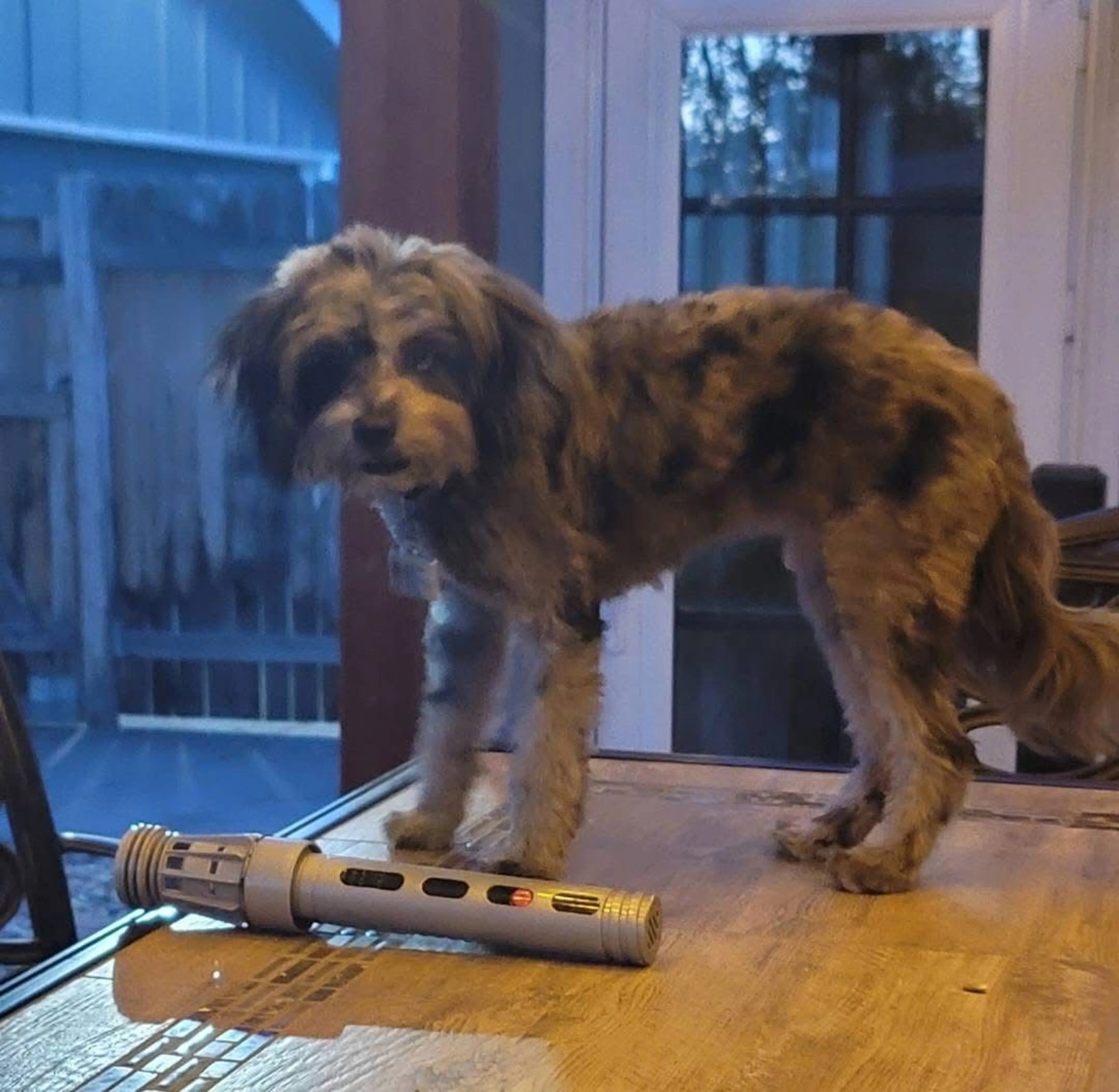 Lost pet-4