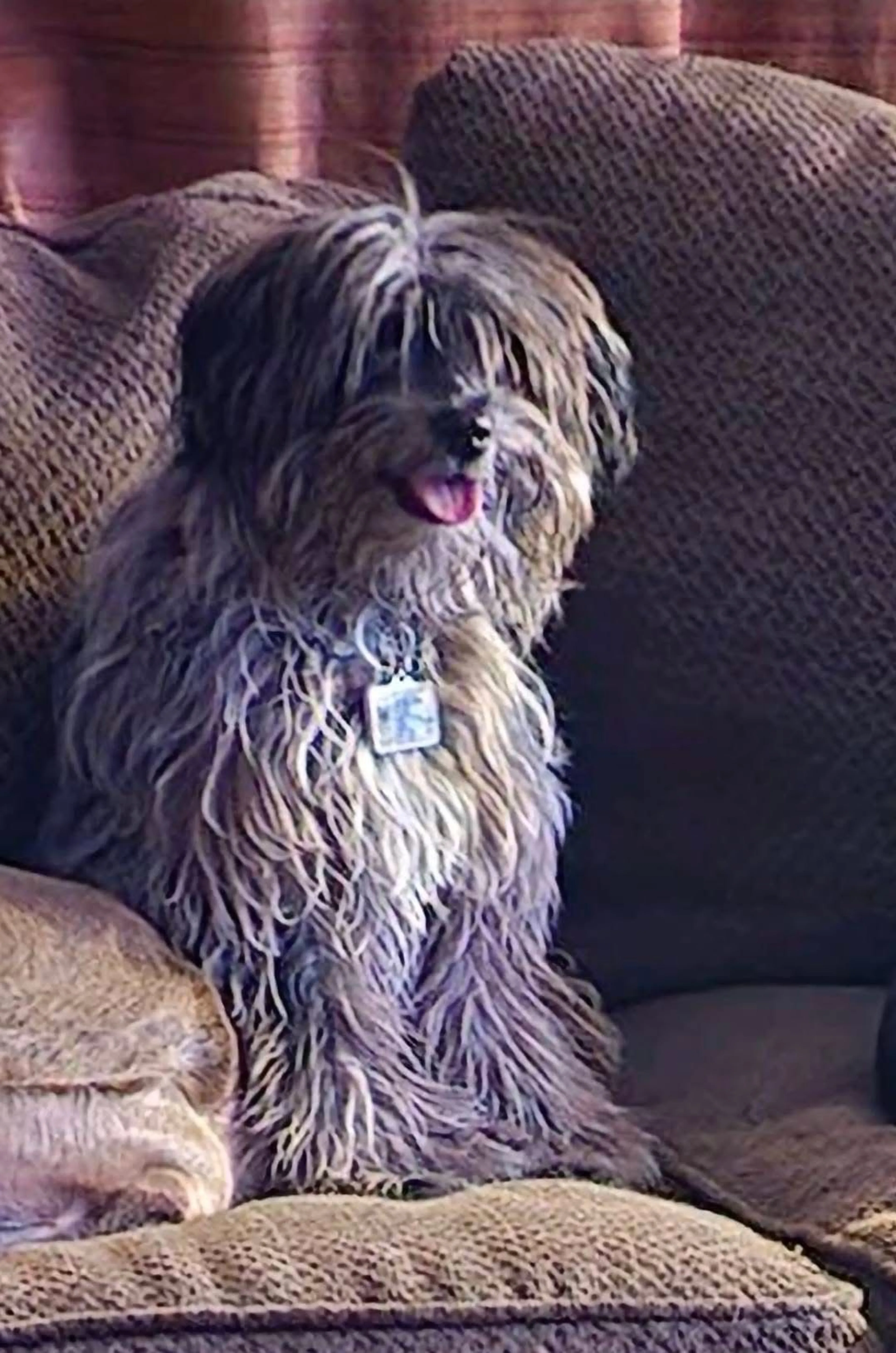 Lost pet-3