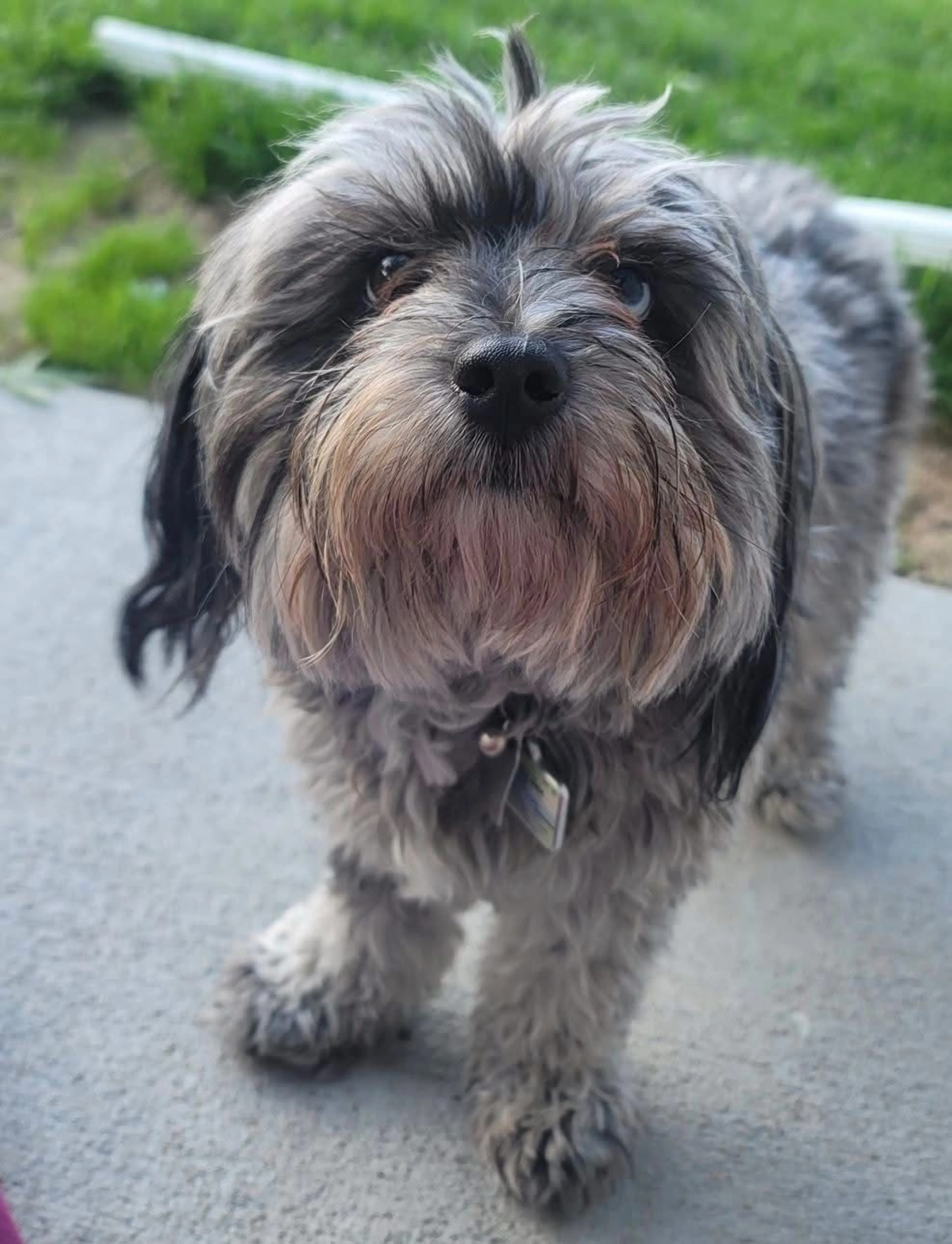 Lost pet-2