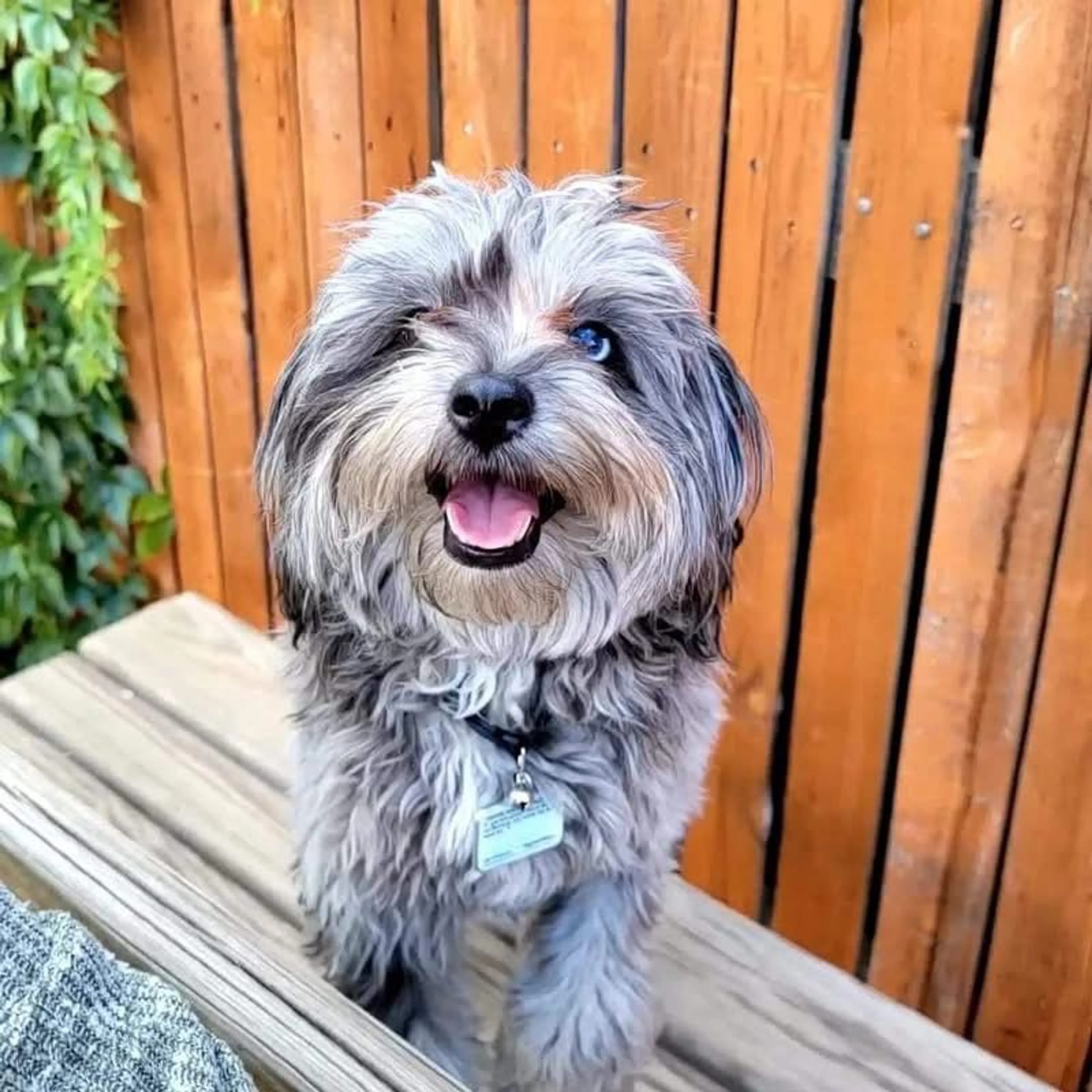Lost pet-1