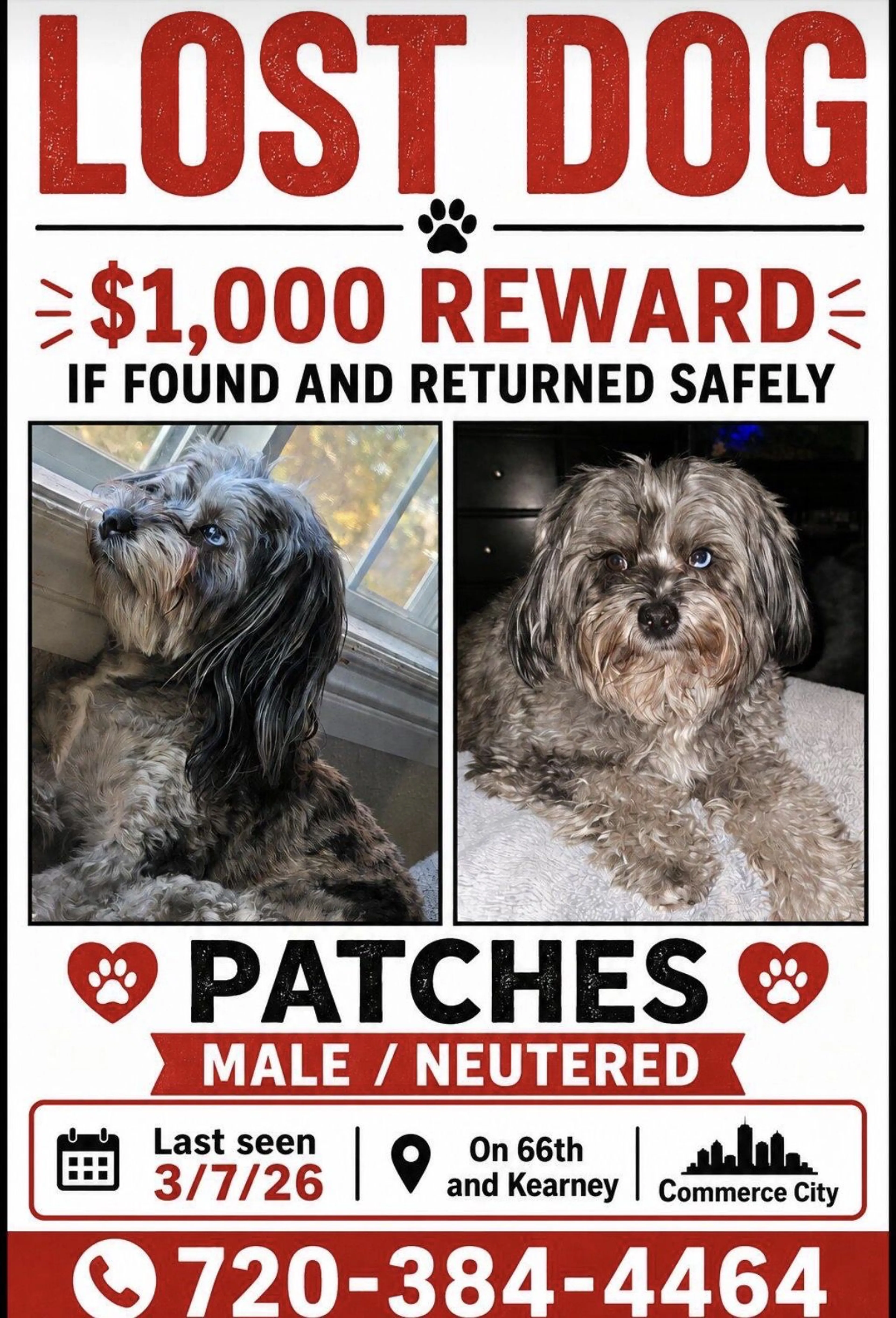 Lost pet-0