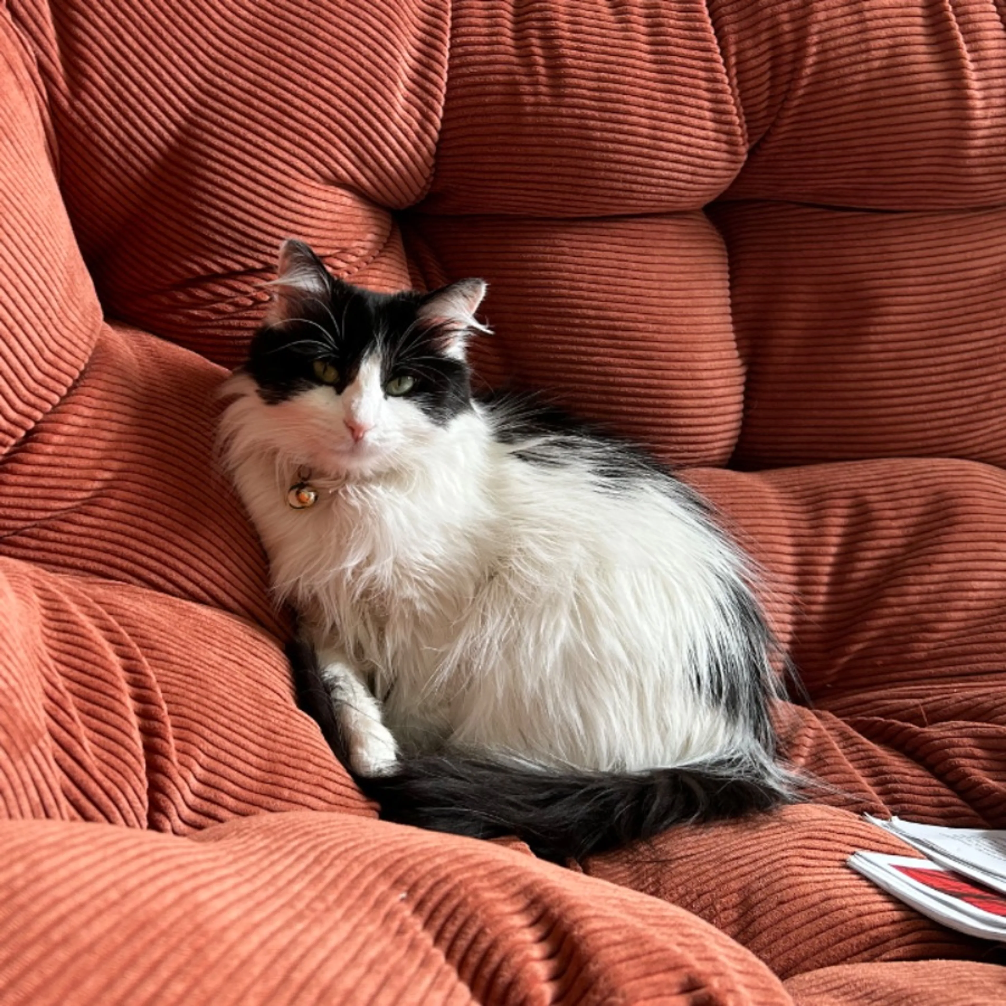 Lost pet