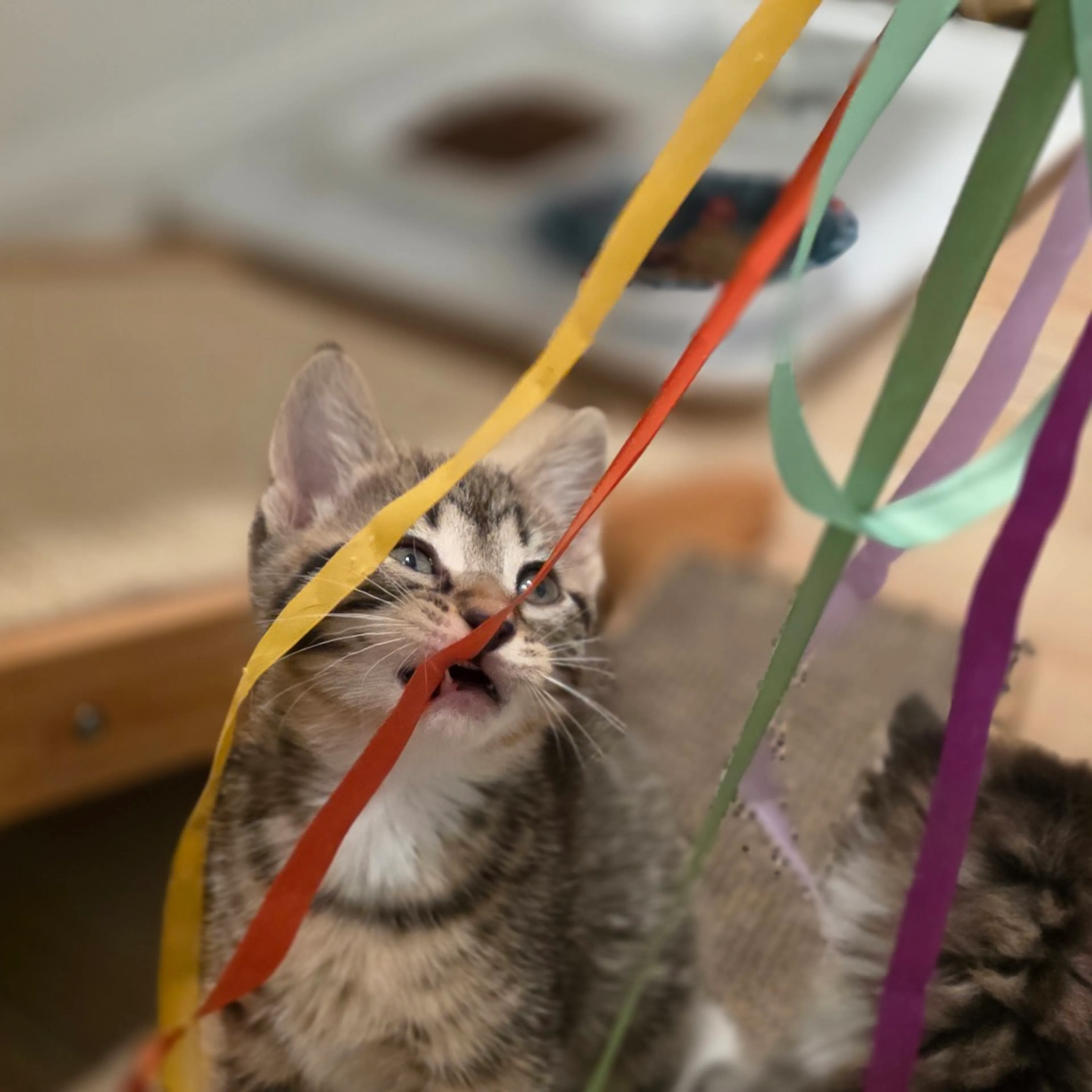 Found pet-3