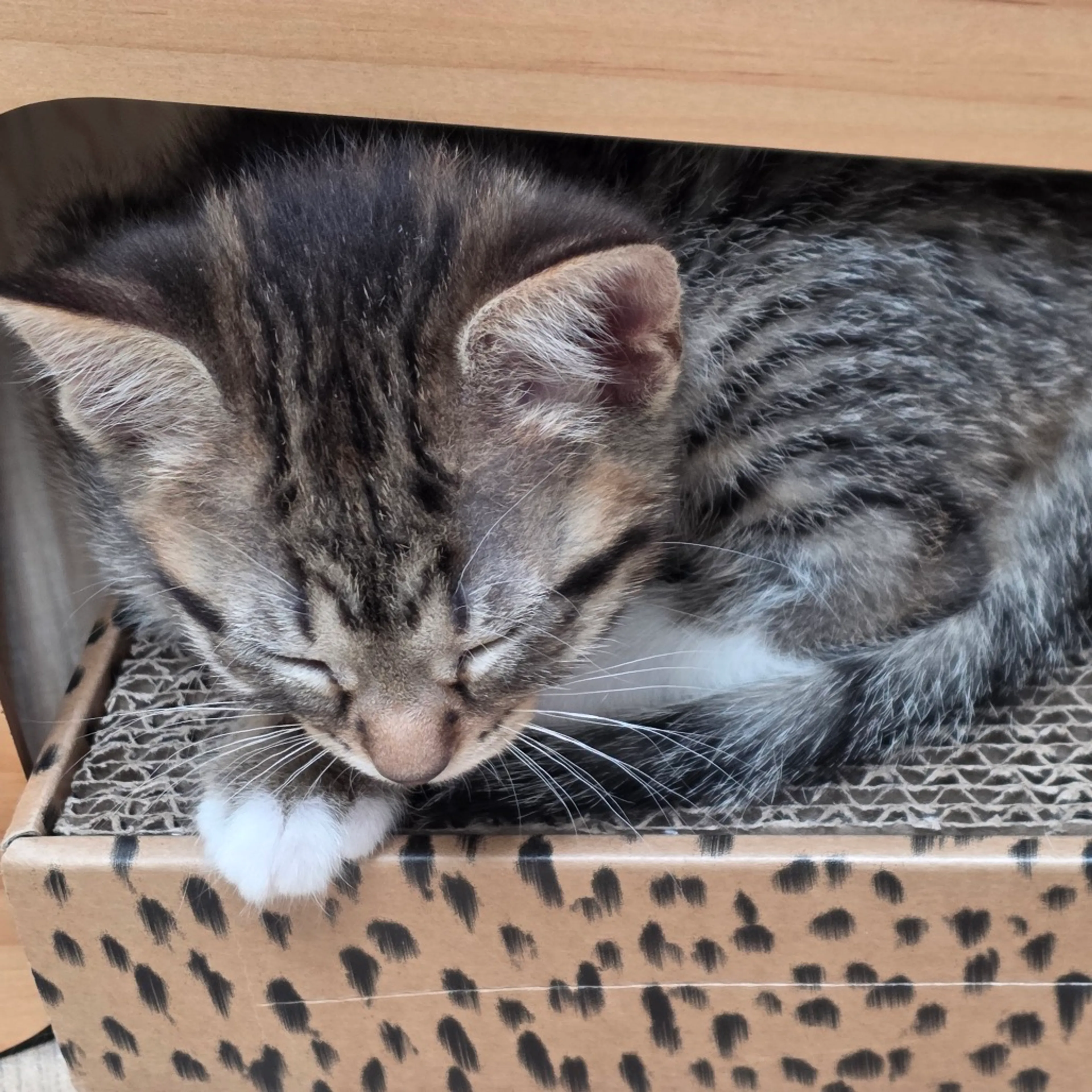 Found pet-2