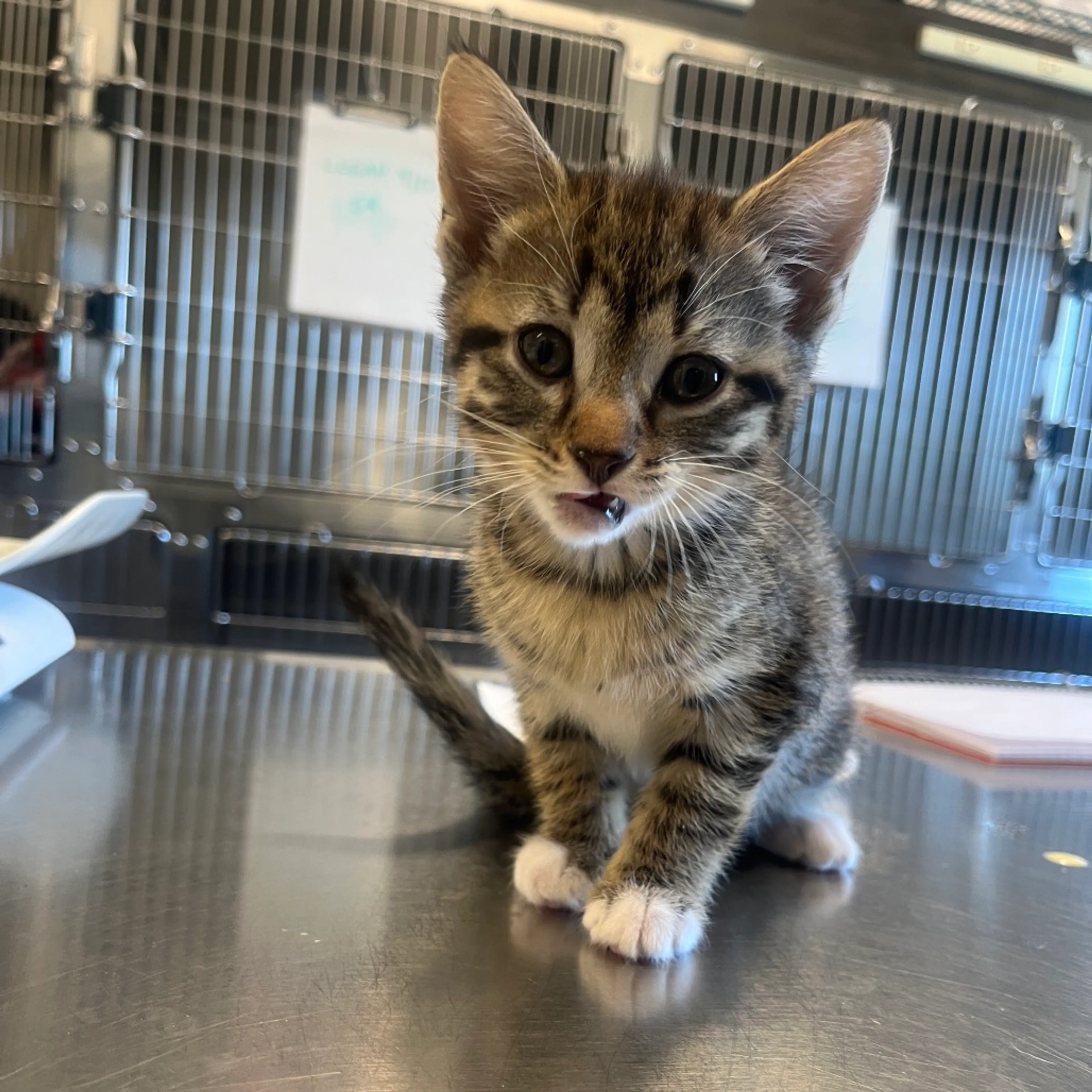Found pet-1