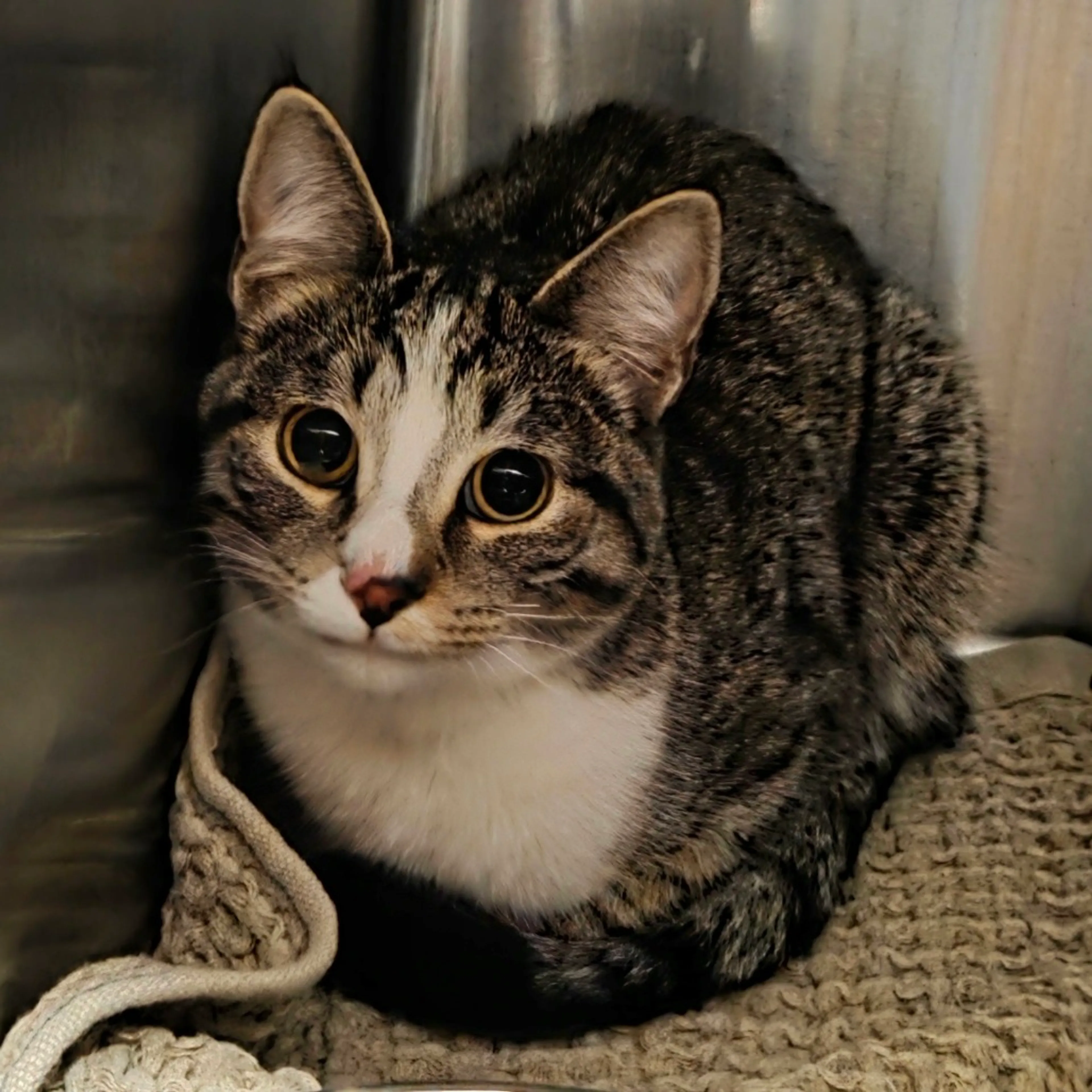 Found pet