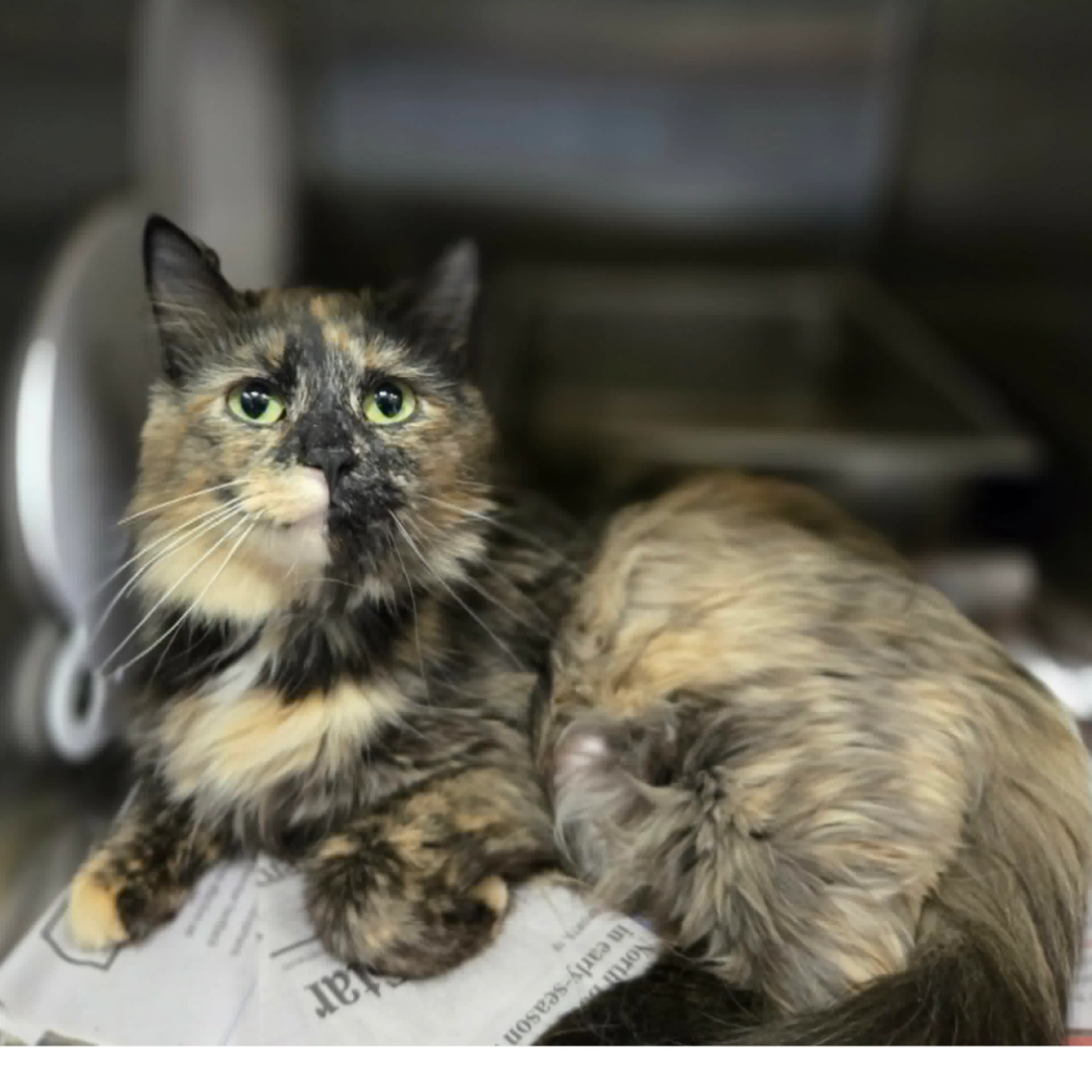 Found pet