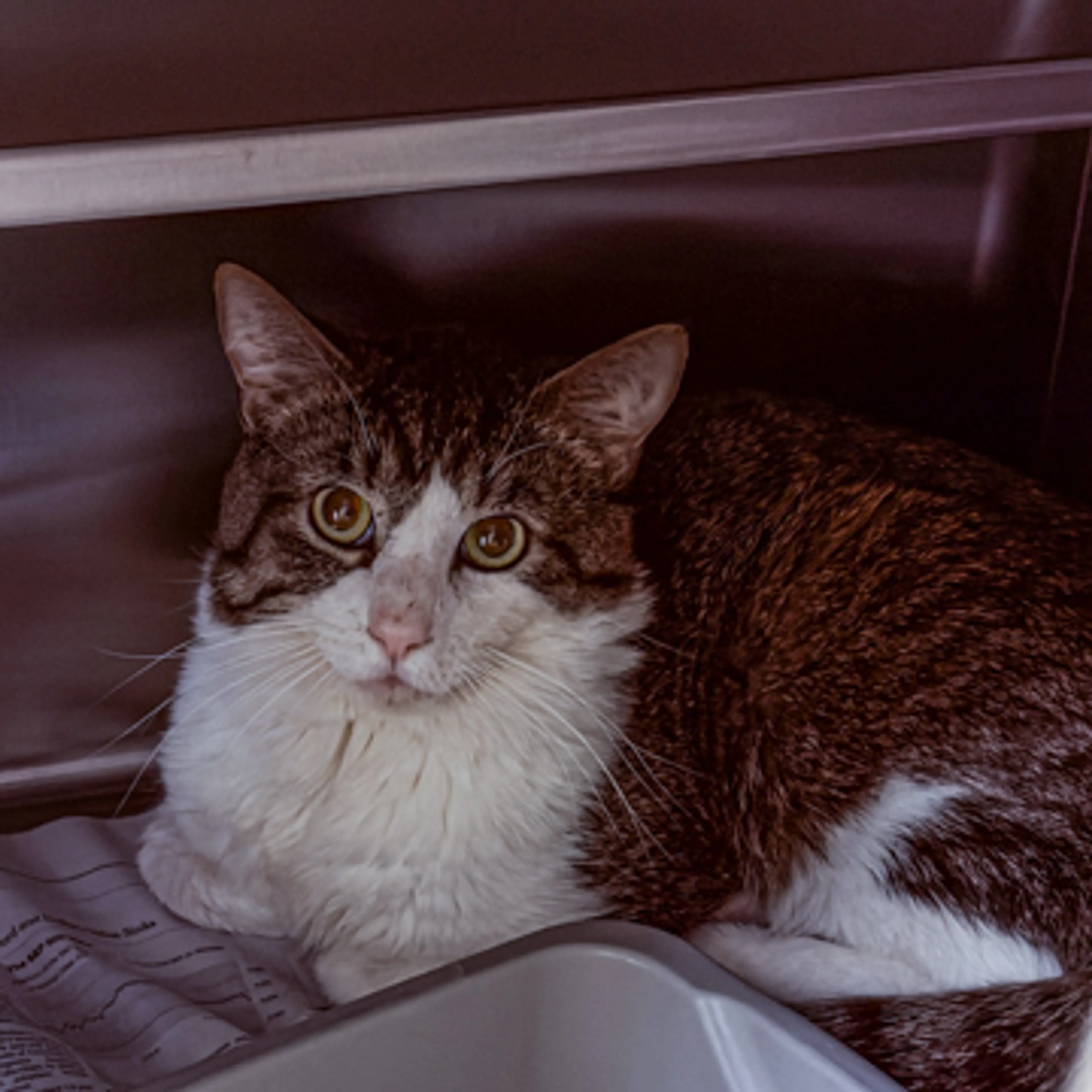 Found pet-2