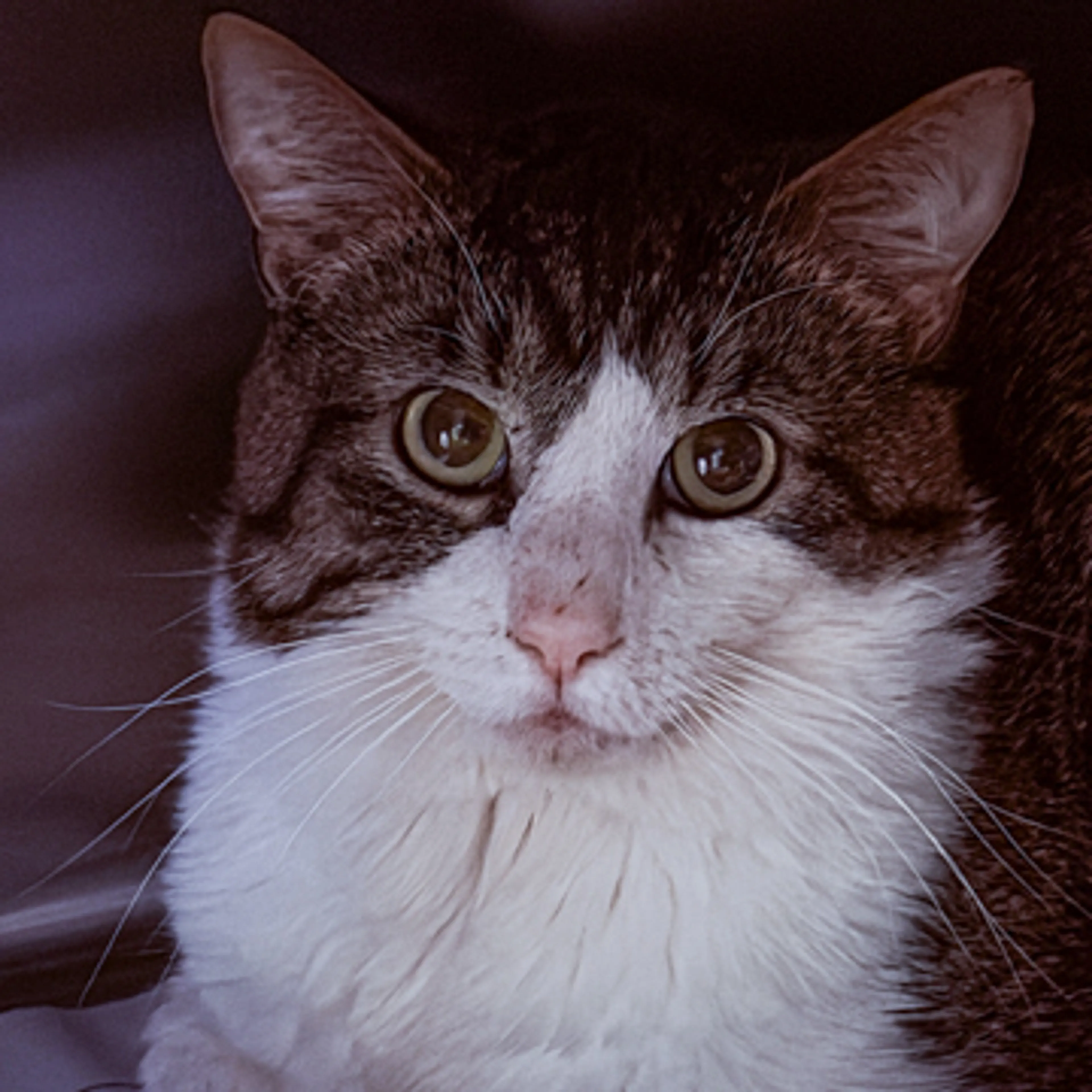 Found pet-0