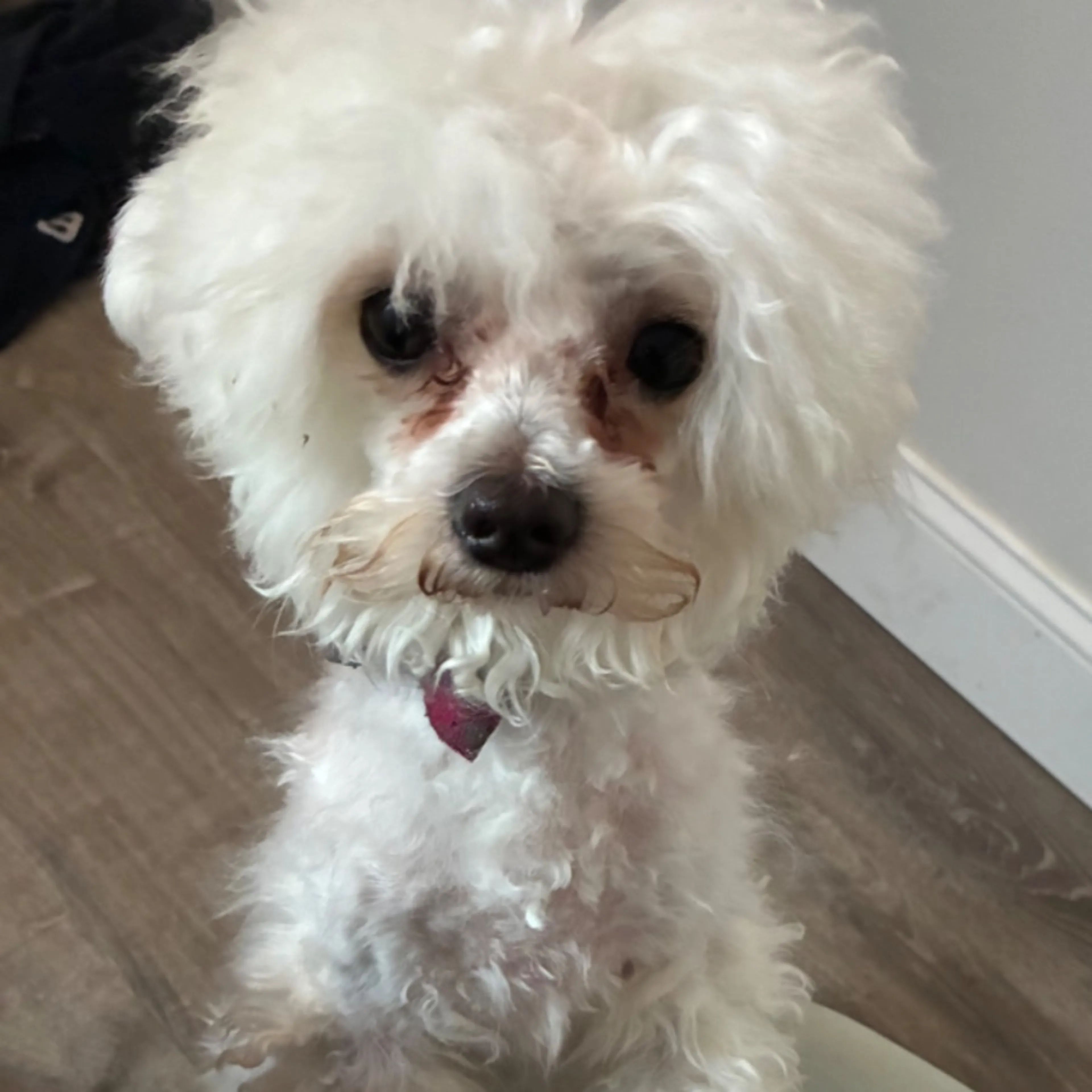 Lost pet