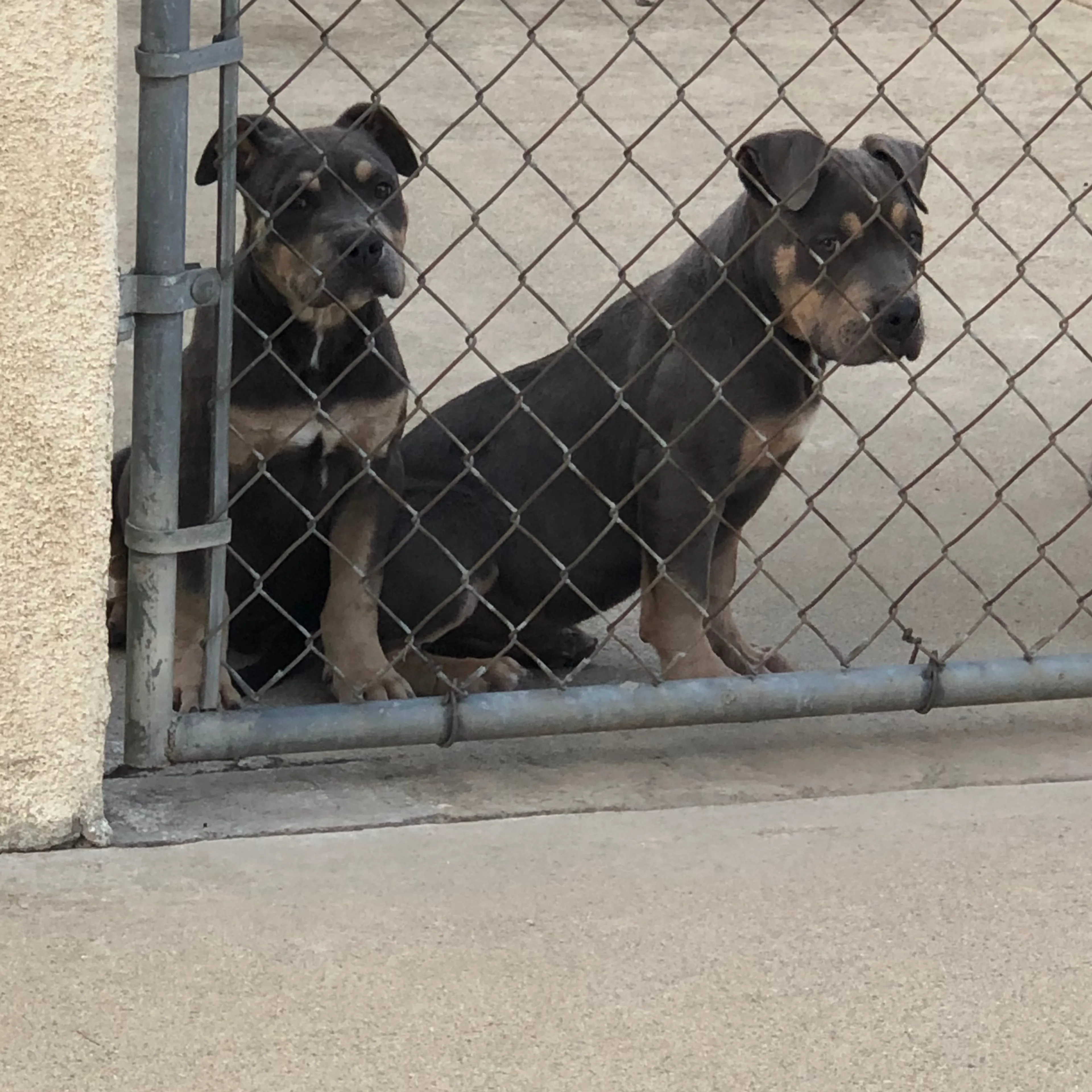 Found pet-1