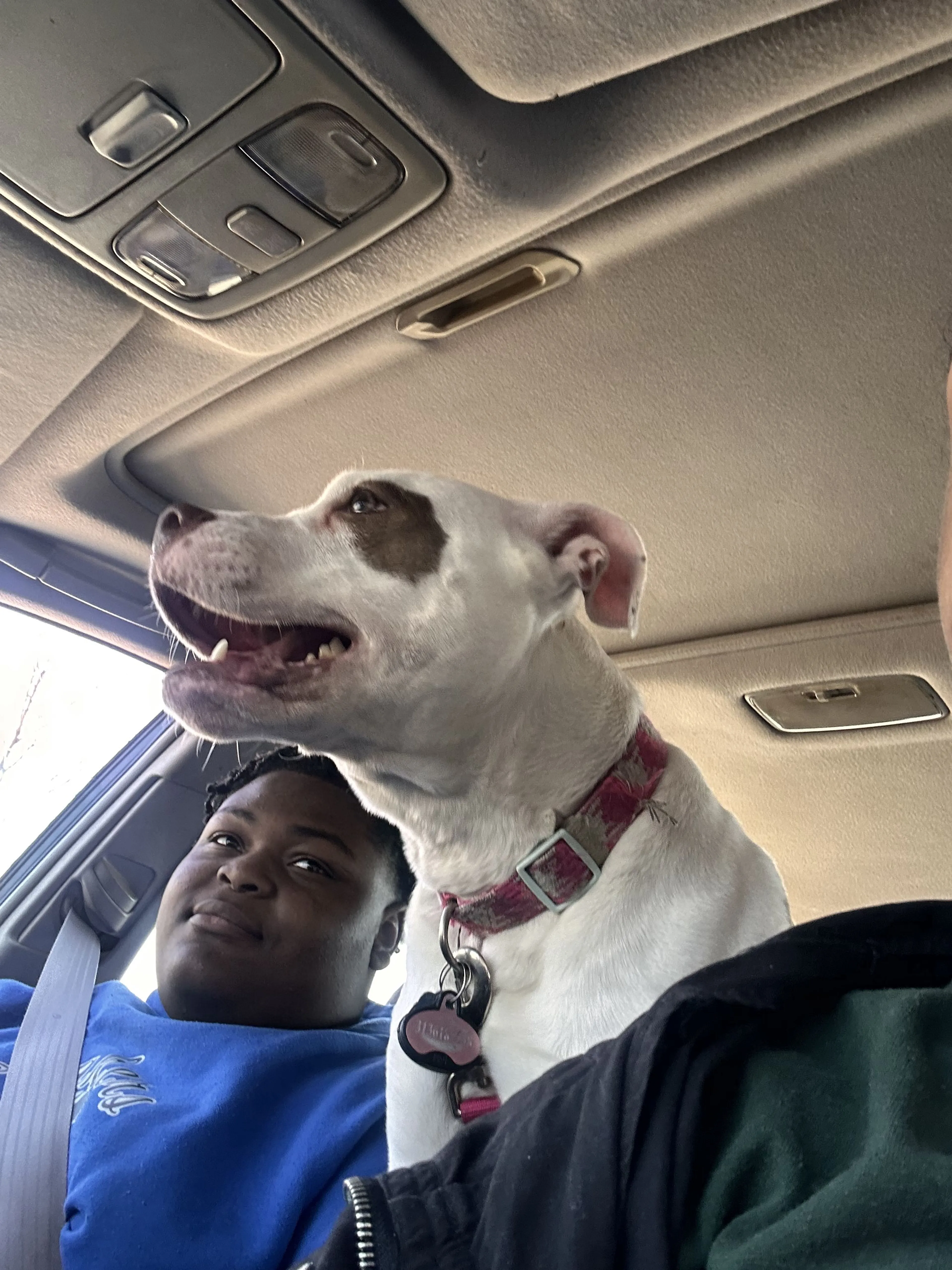 Lost pet-2