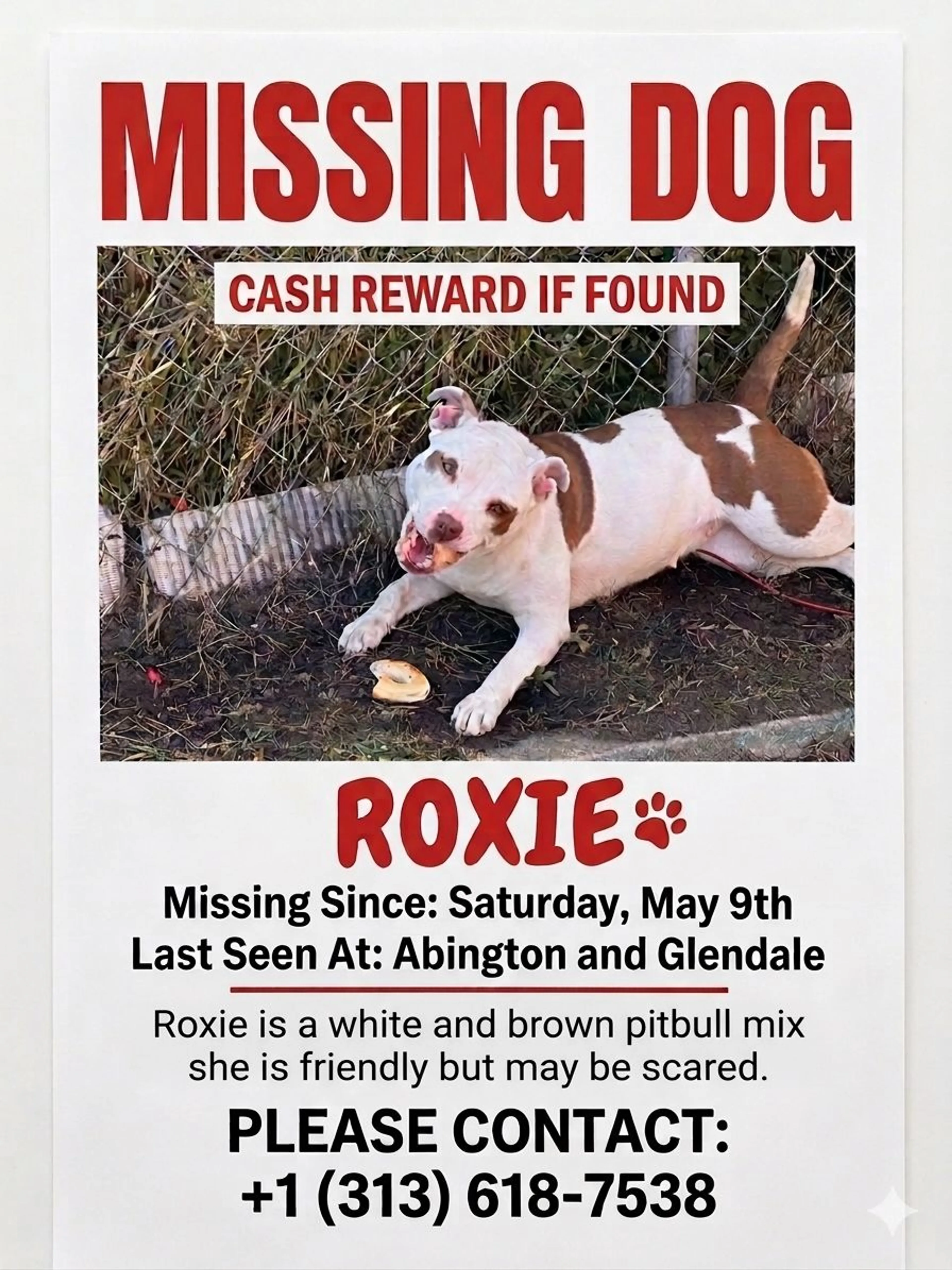 Lost pet-3