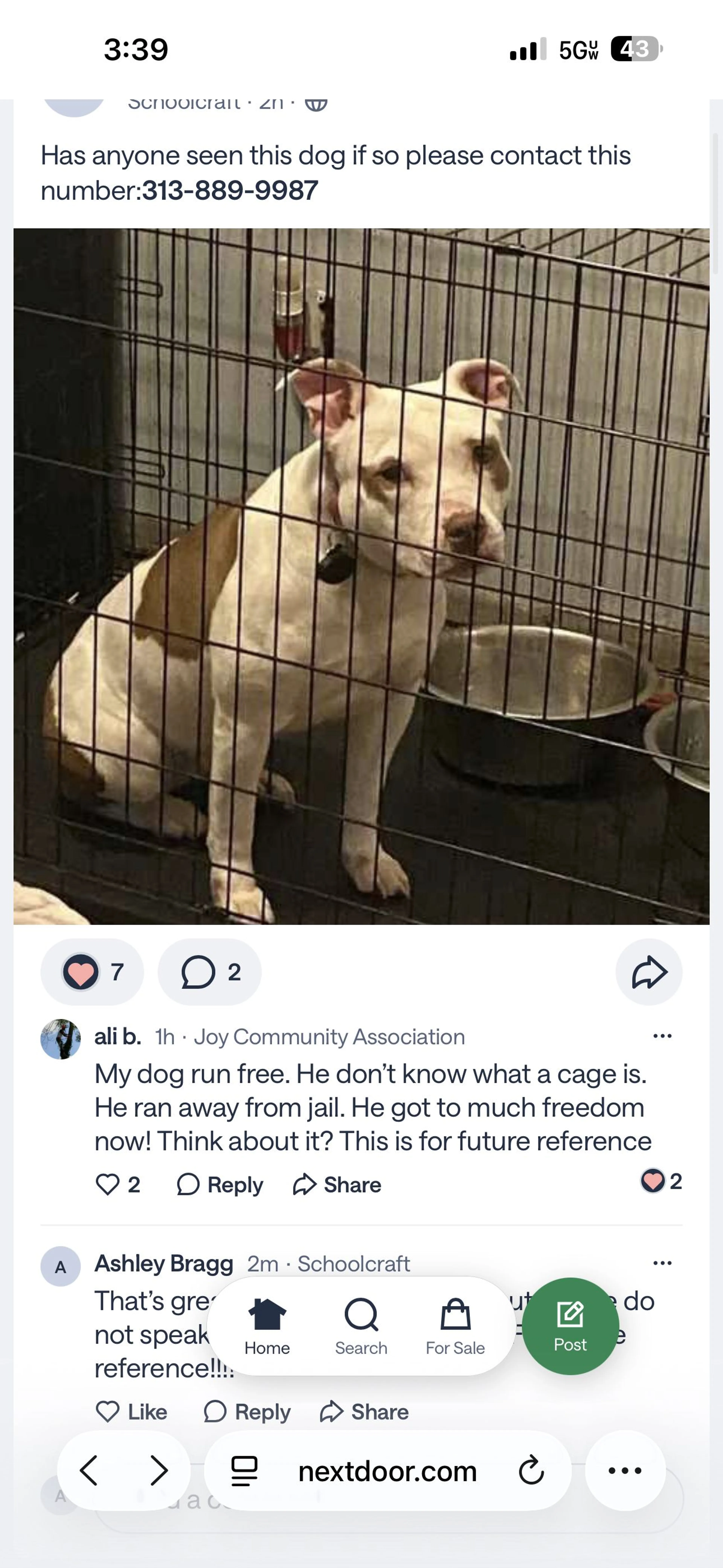 Lost pet-0