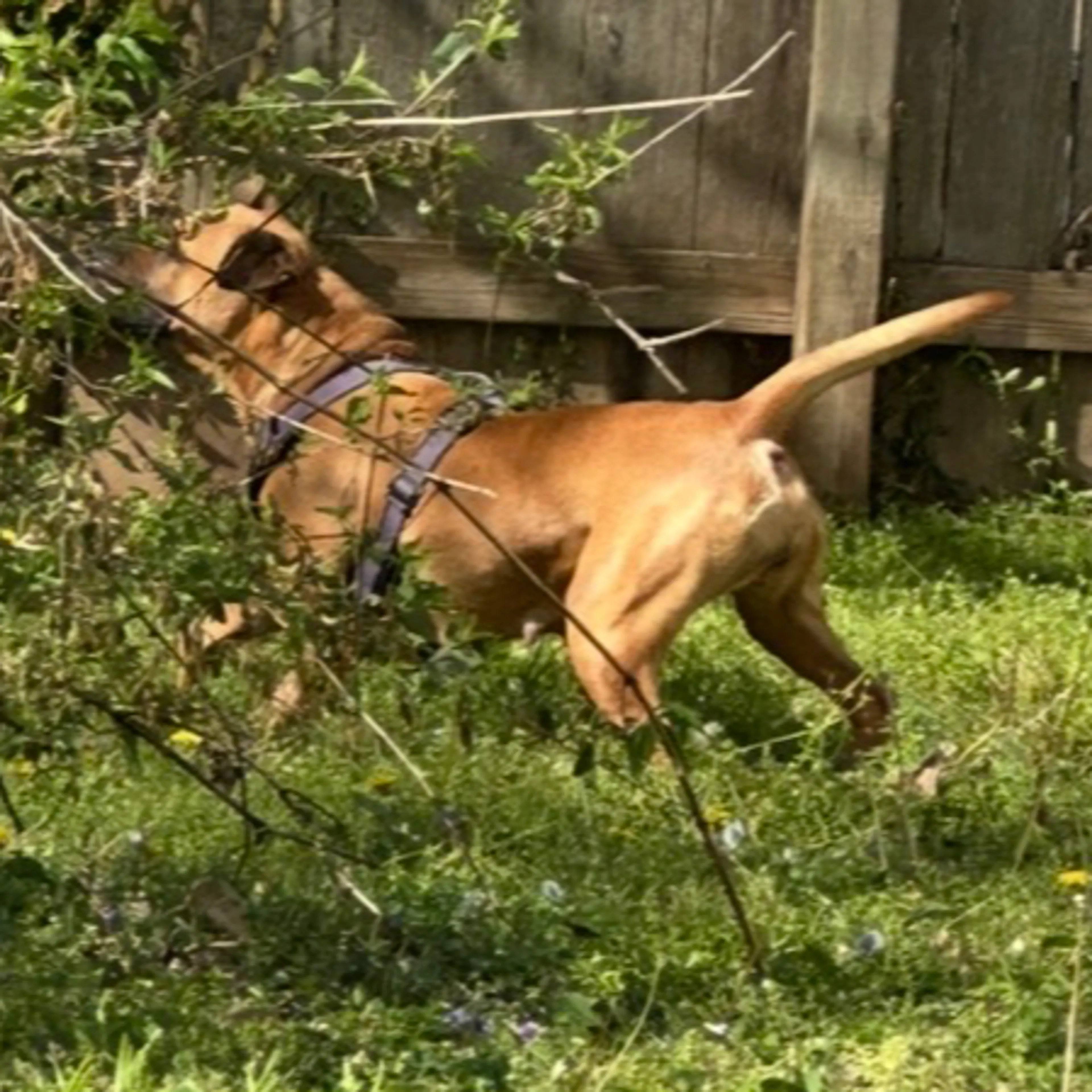 Found pet-1