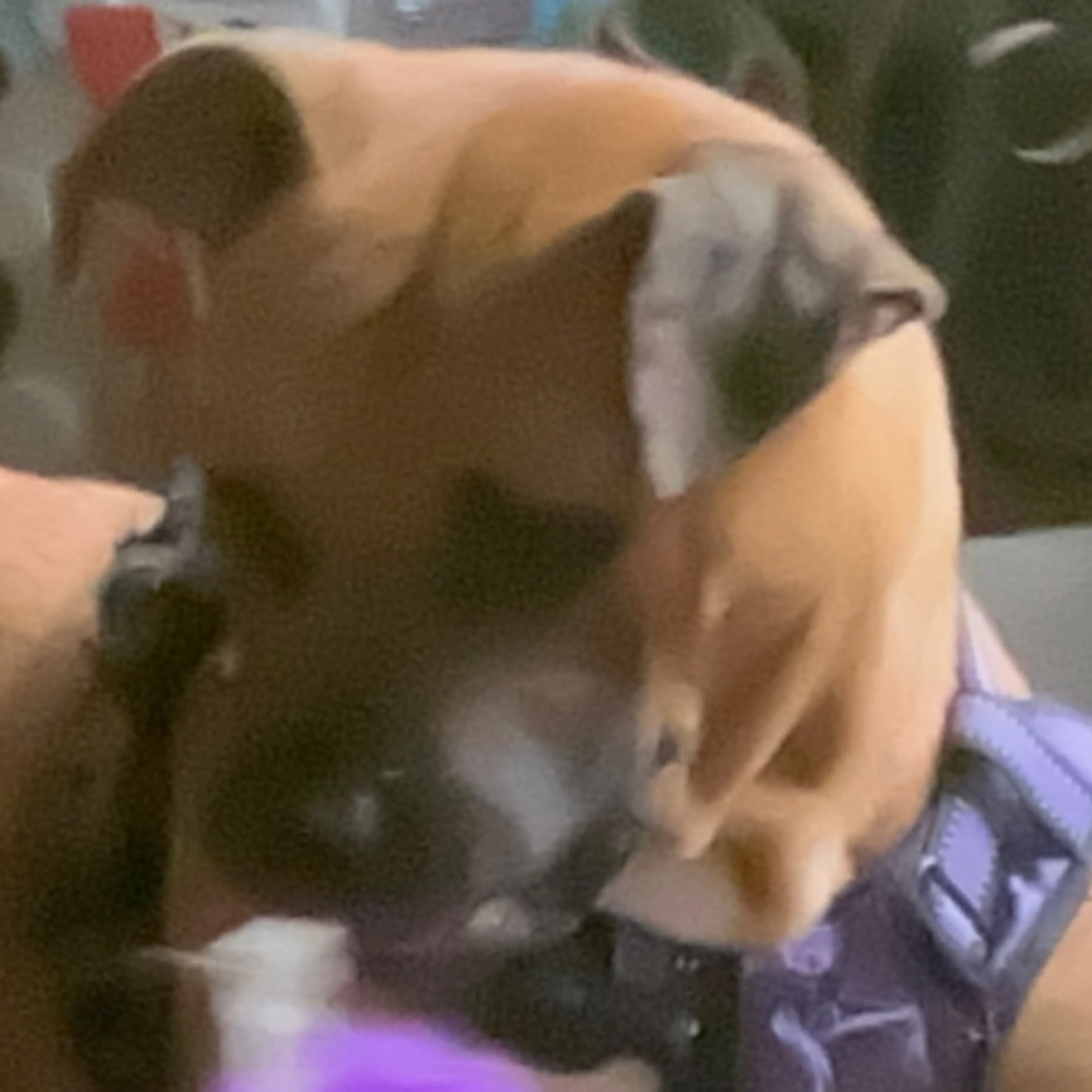 Found pet-0