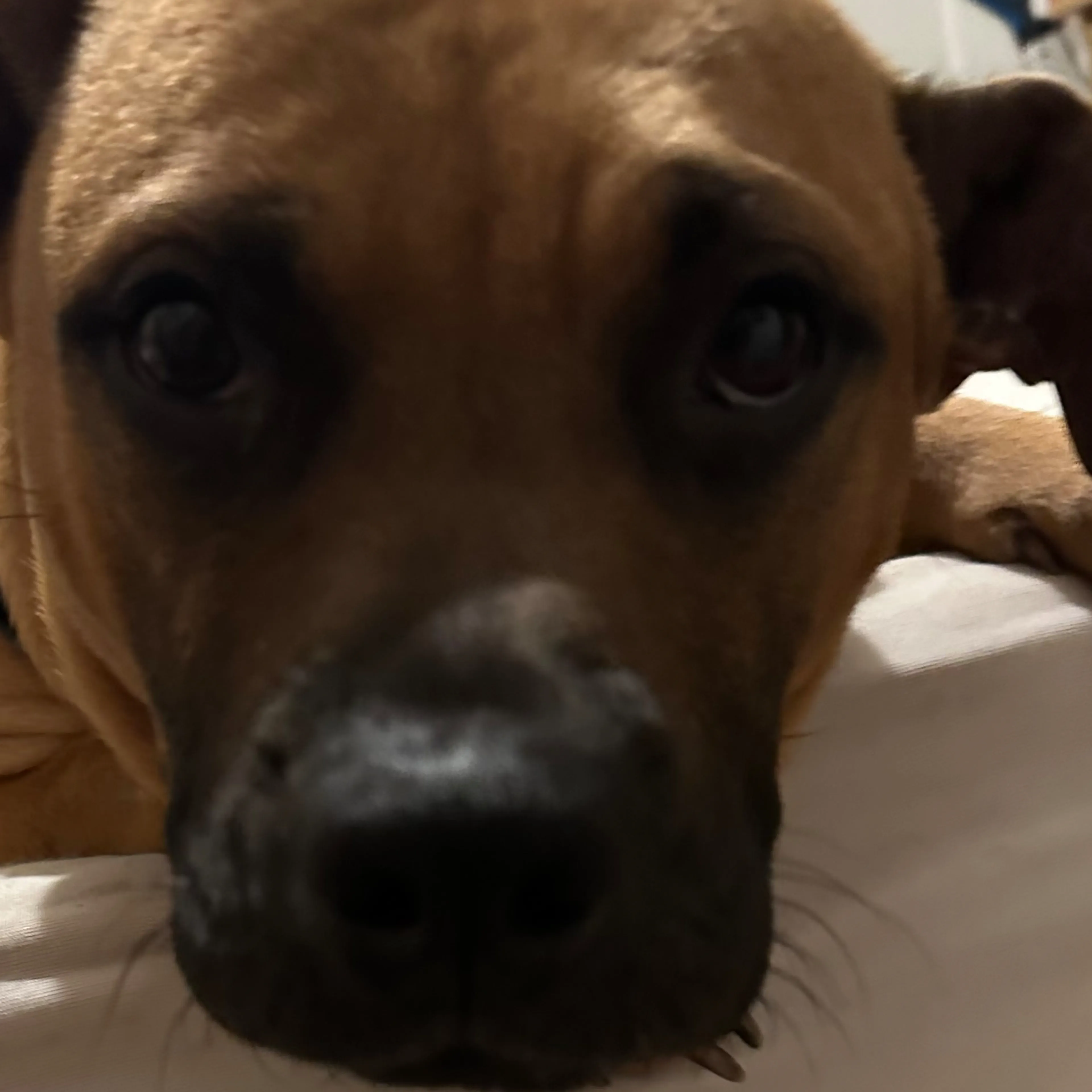Found pet-2