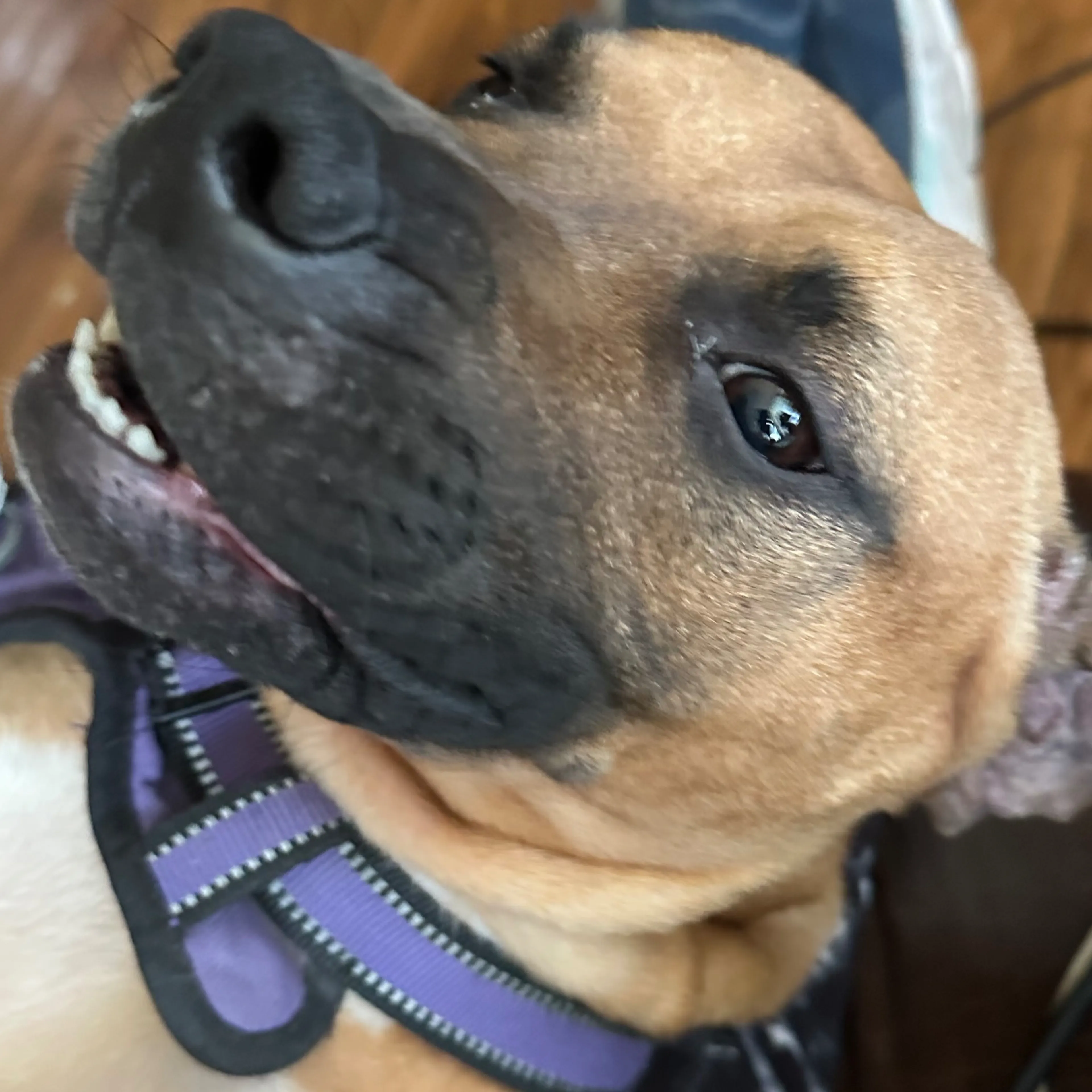 Found pet-3