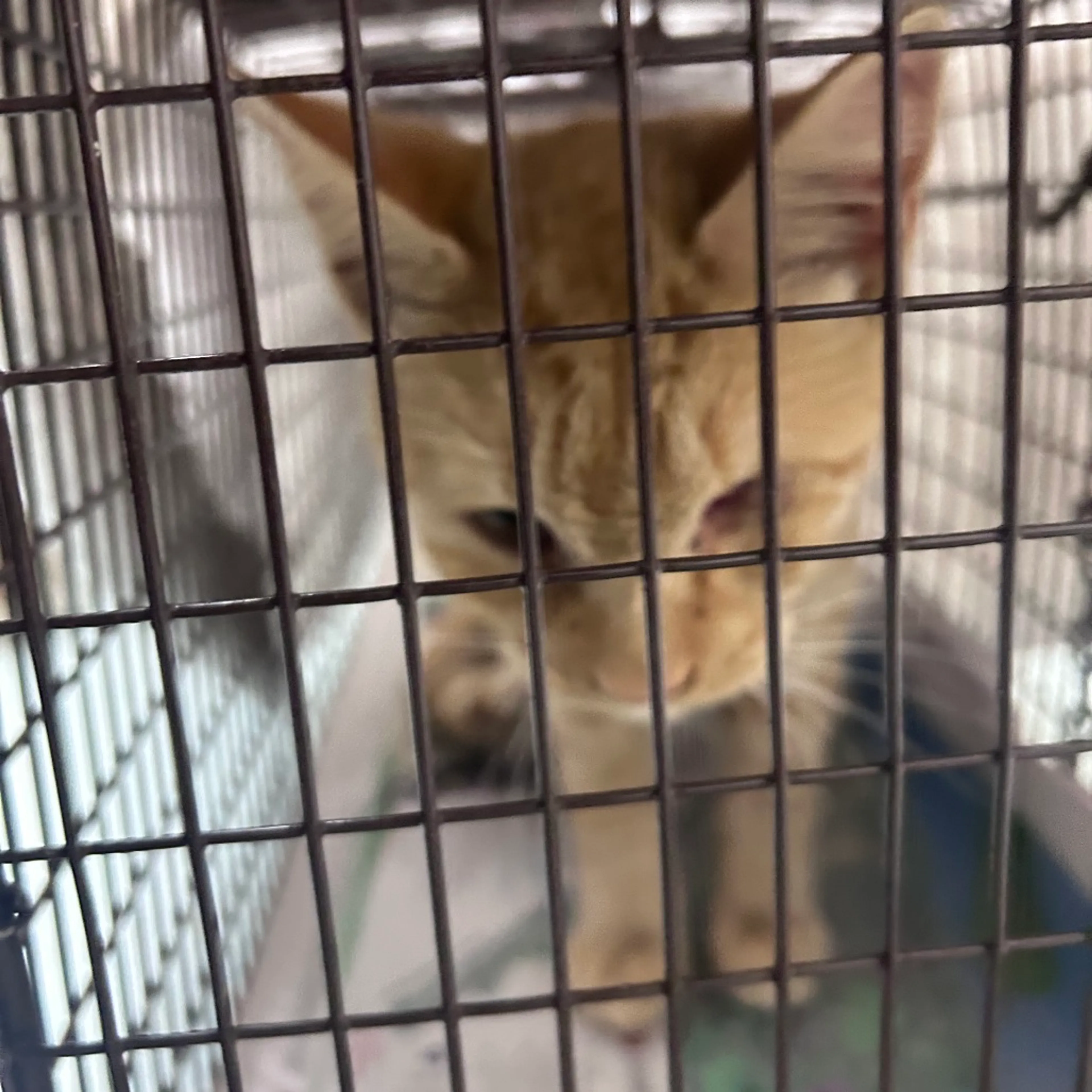 Found pet