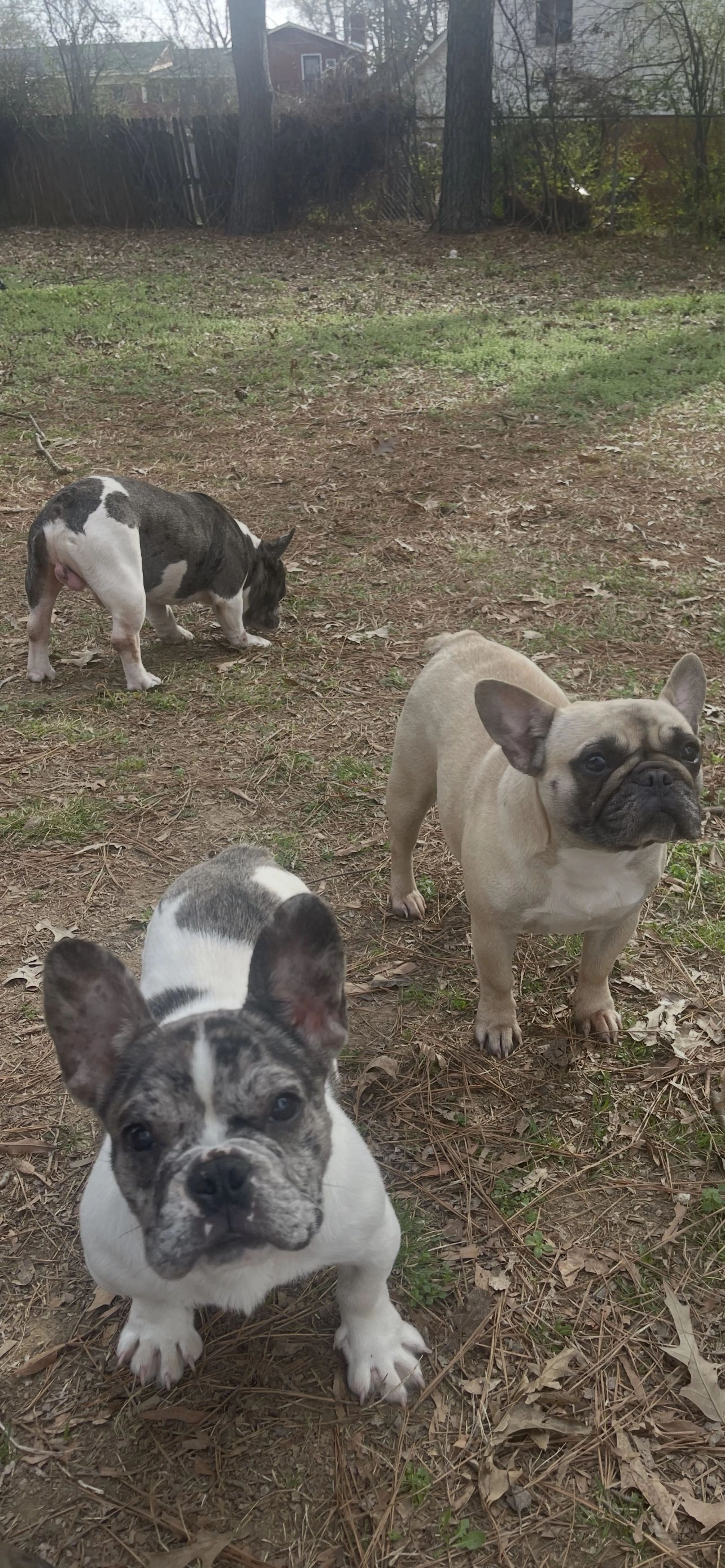Lost pet