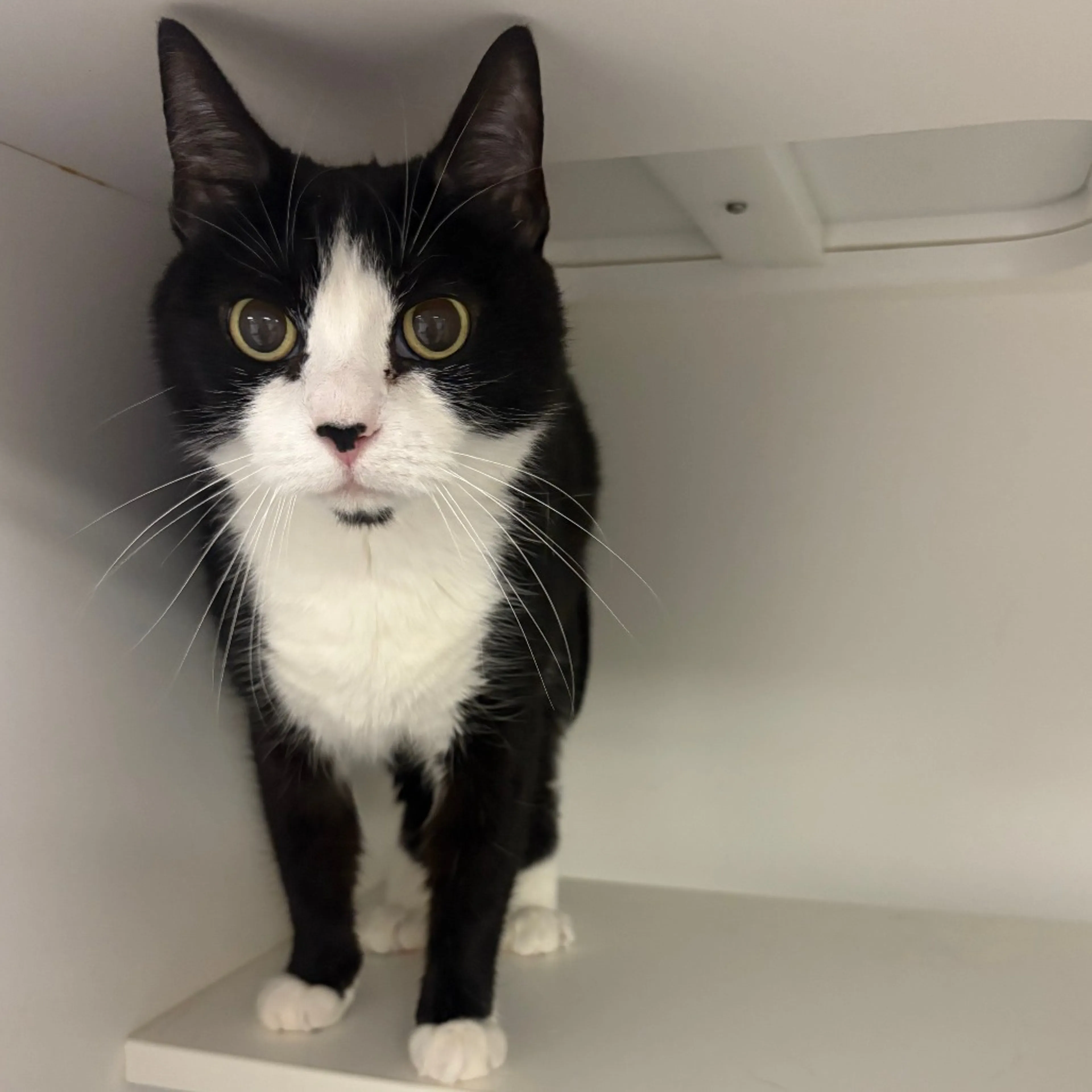 Found pet-3