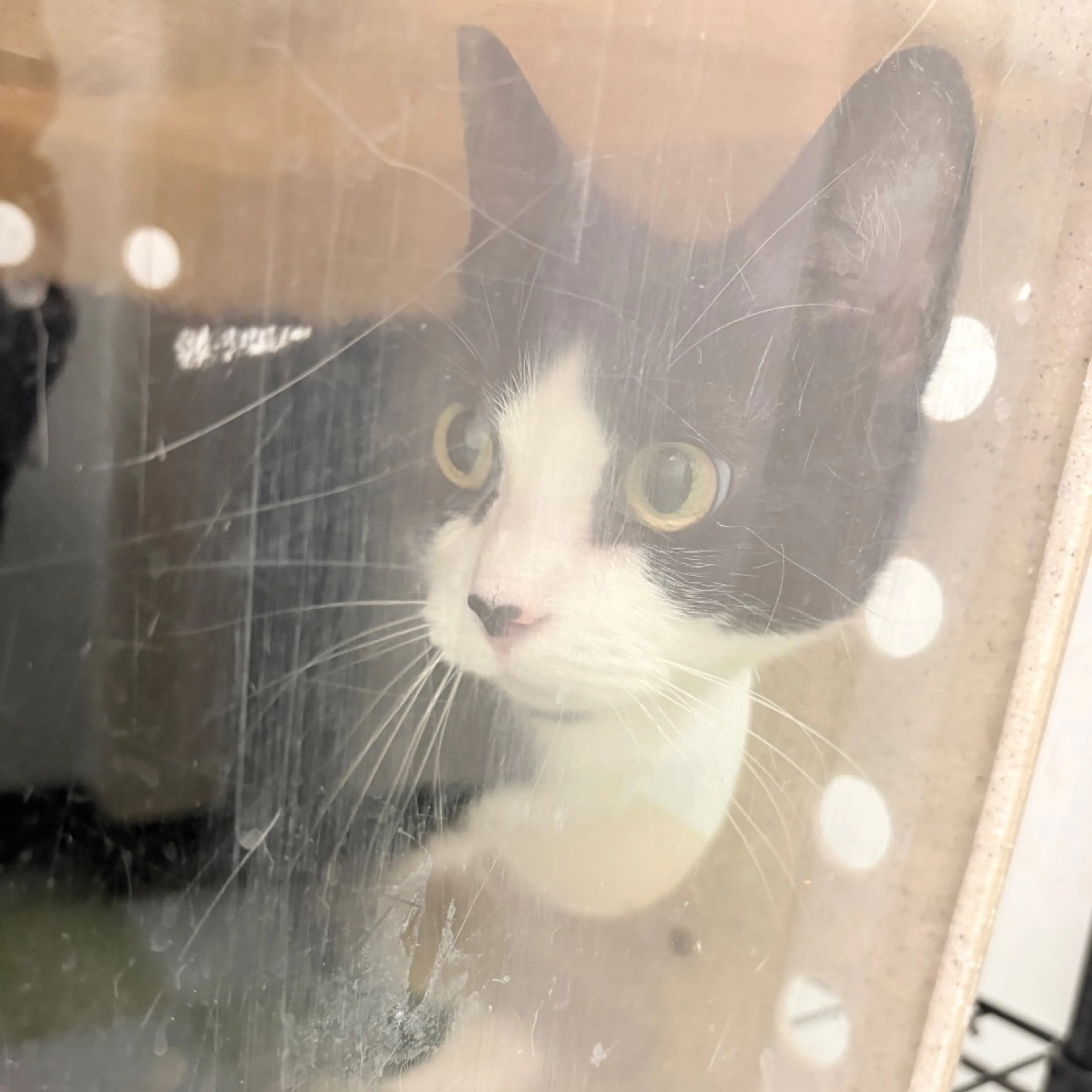 Found pet-1